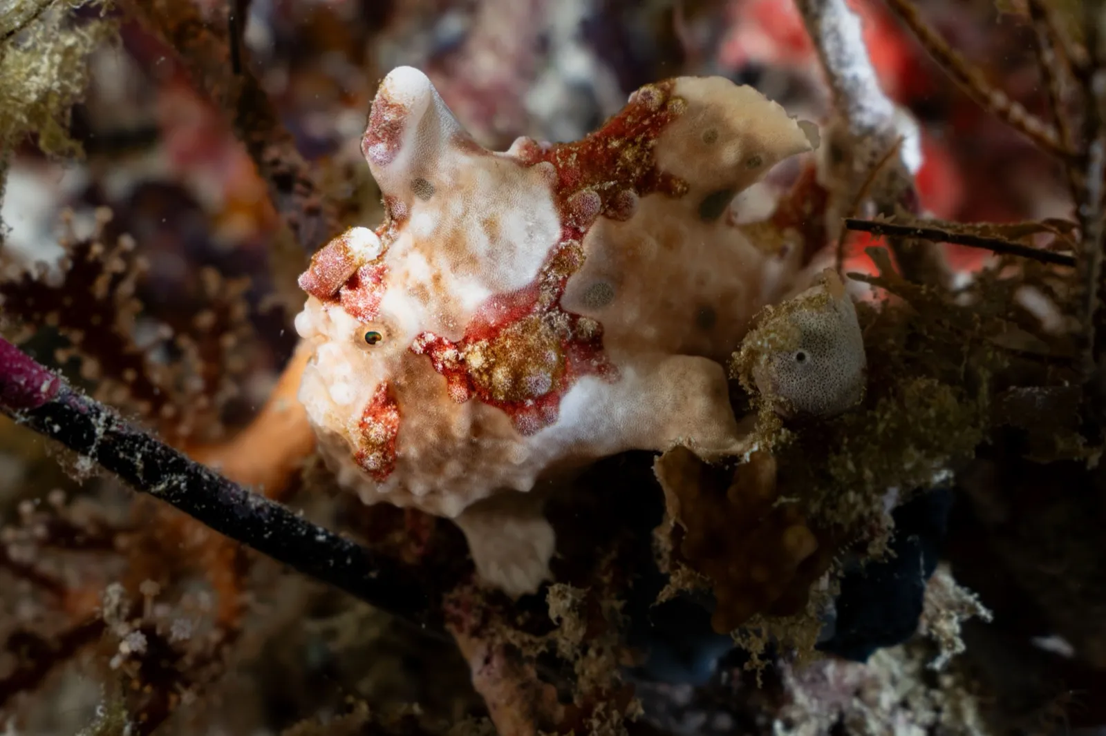 Un pez rana camuflado entre hidroides y esponjas, casi invisible sobre el fondo