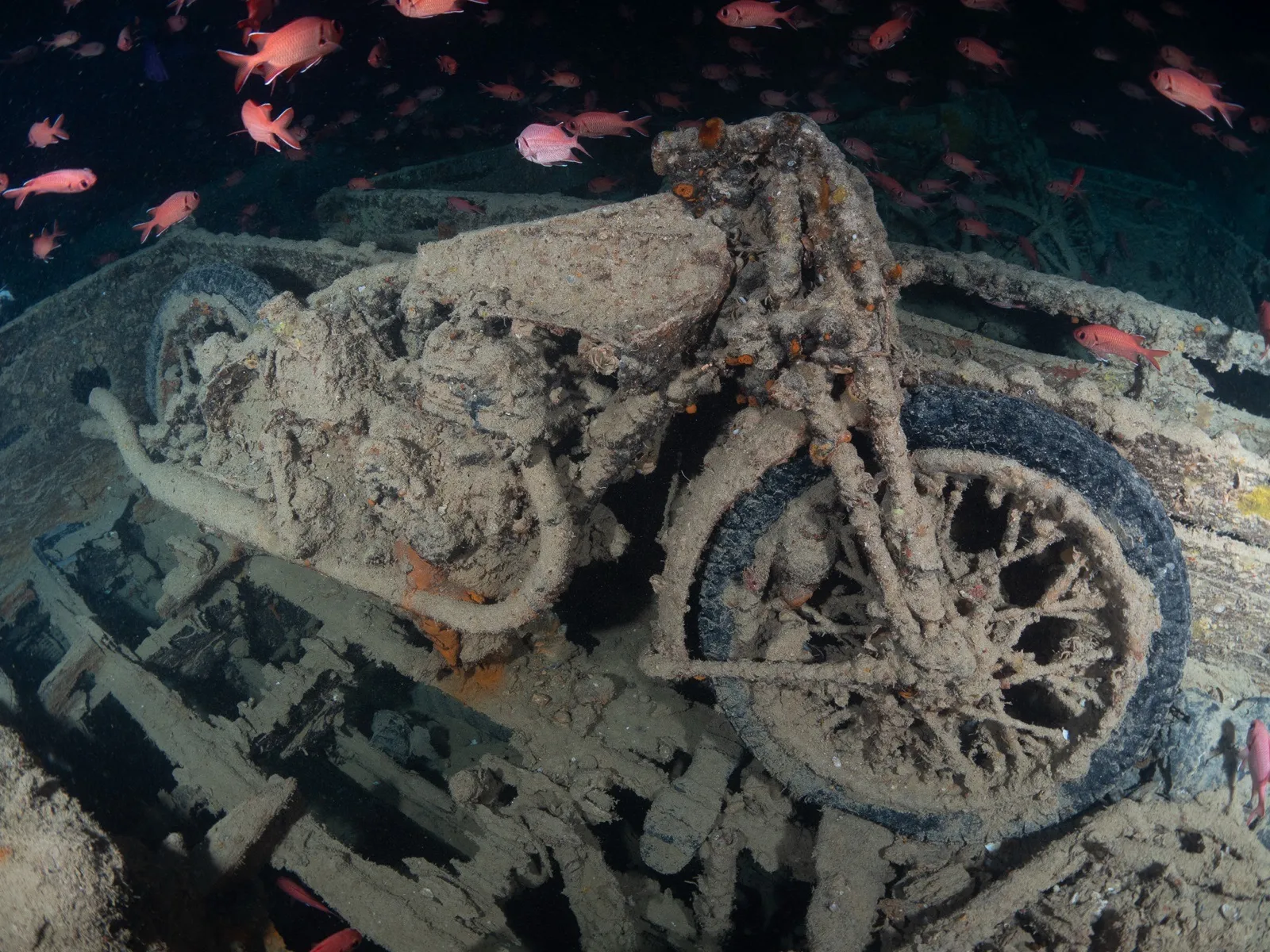 Una motocicleta de la Segunda Guerra Mundial en la bodega del pecio del Thistlegorm, rodeada de peces rojos