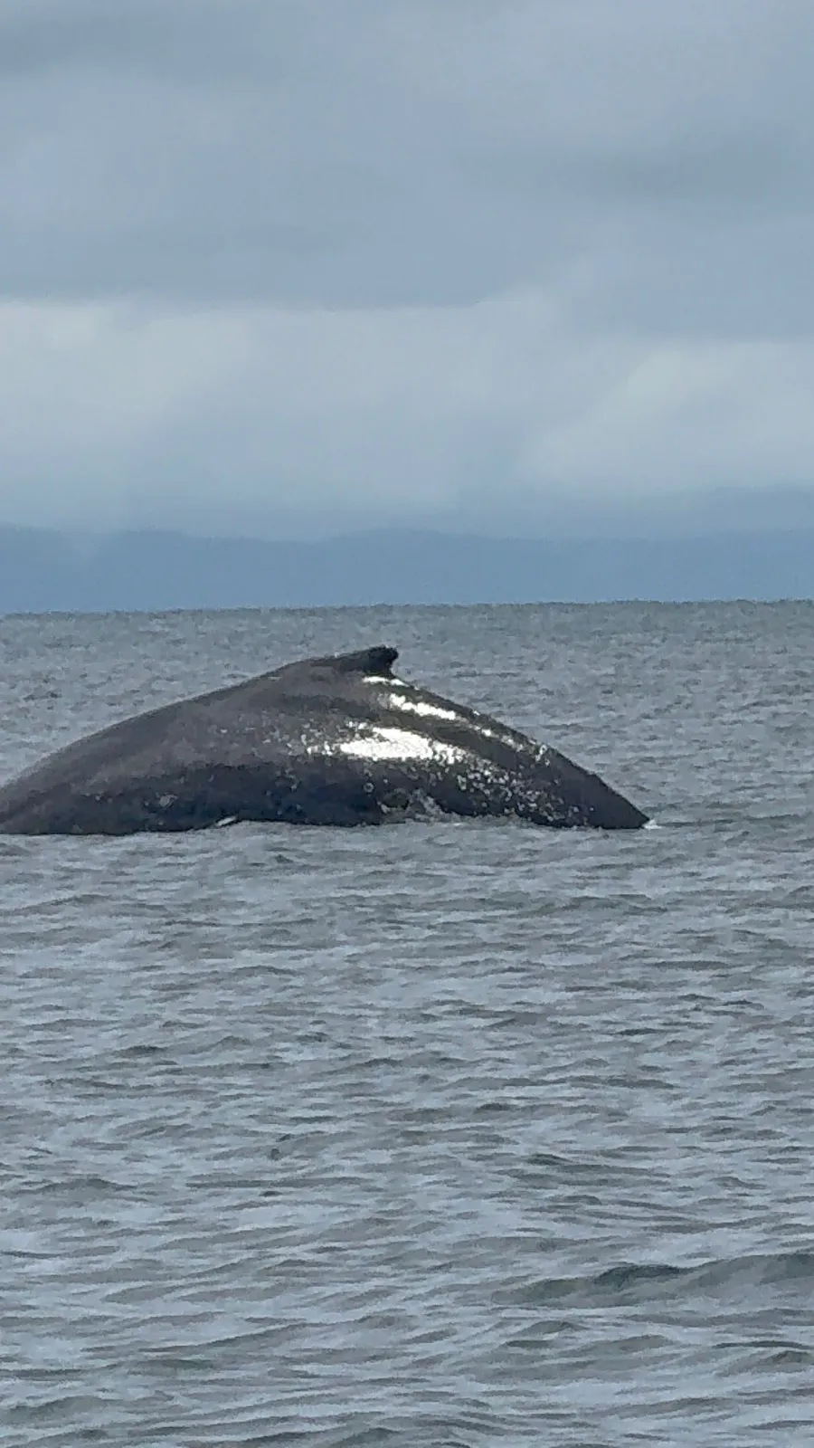El lomo y la aleta dorsal, vistos desde el bote