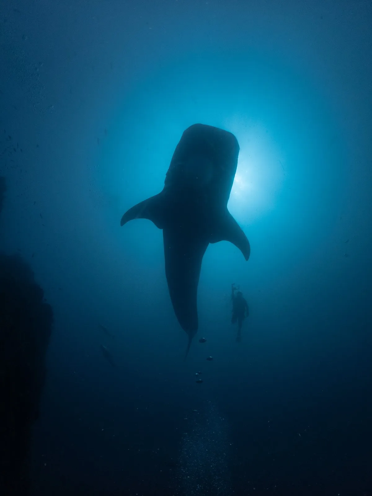 Tiburón ballena