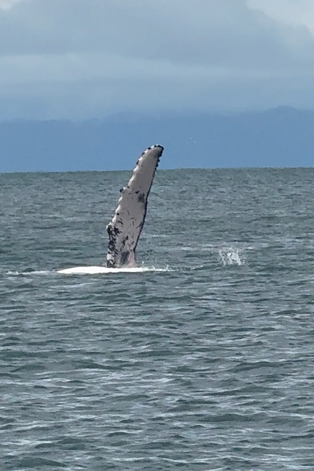 Una ballena jorobada levanta su aleta pectoral frente a Bahía Solano