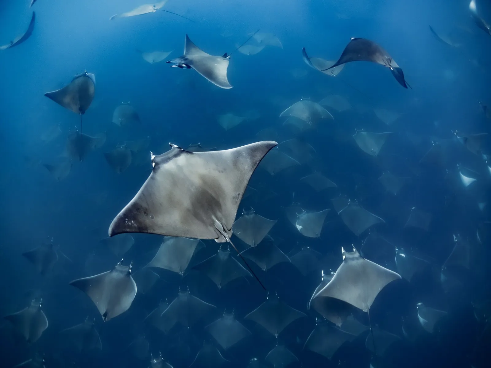 Decenas de móbulas en formación, en el azul abierto del Golfo