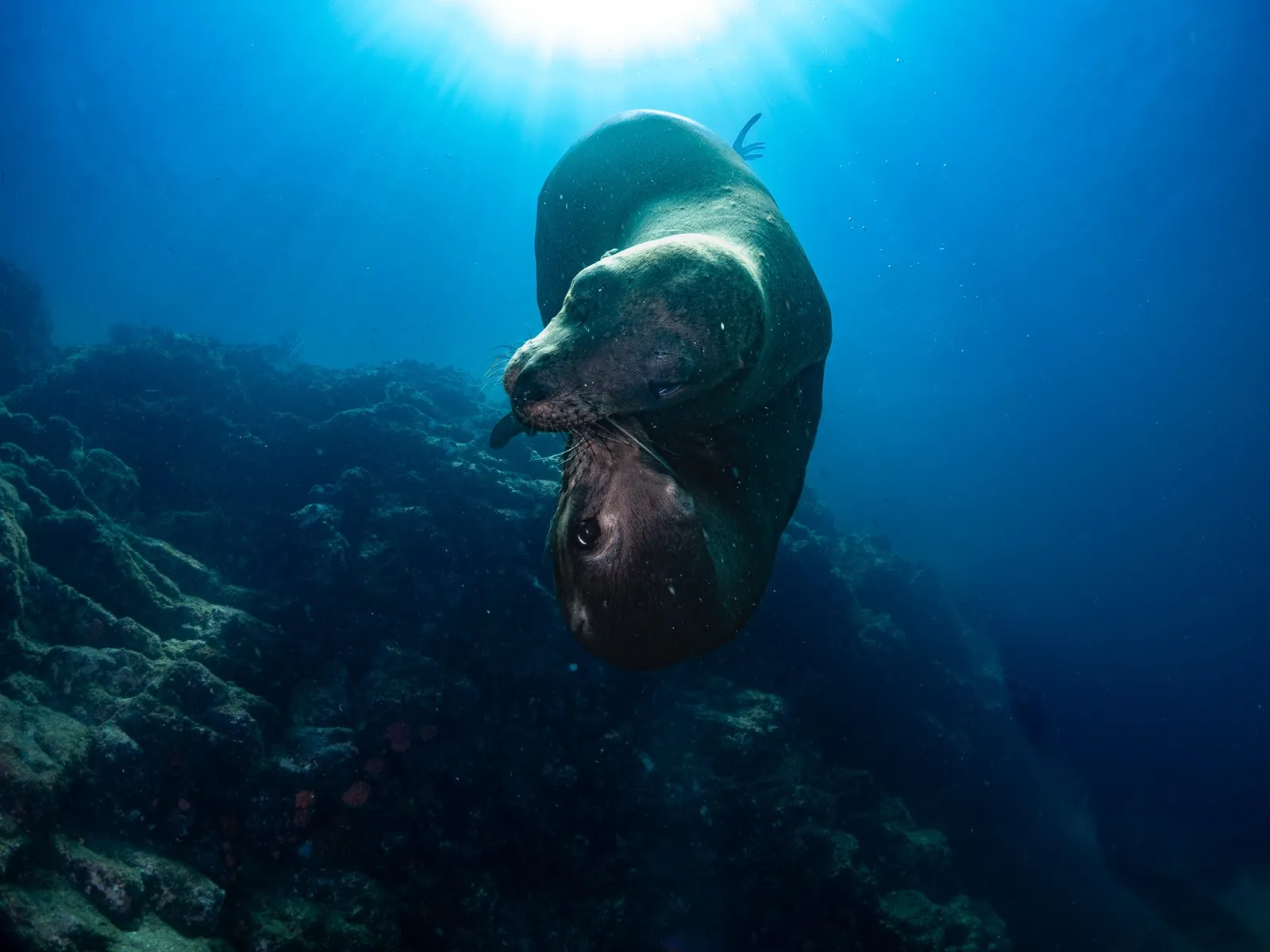 Dos lobitos marinos entrelazados sobre el arrecife
