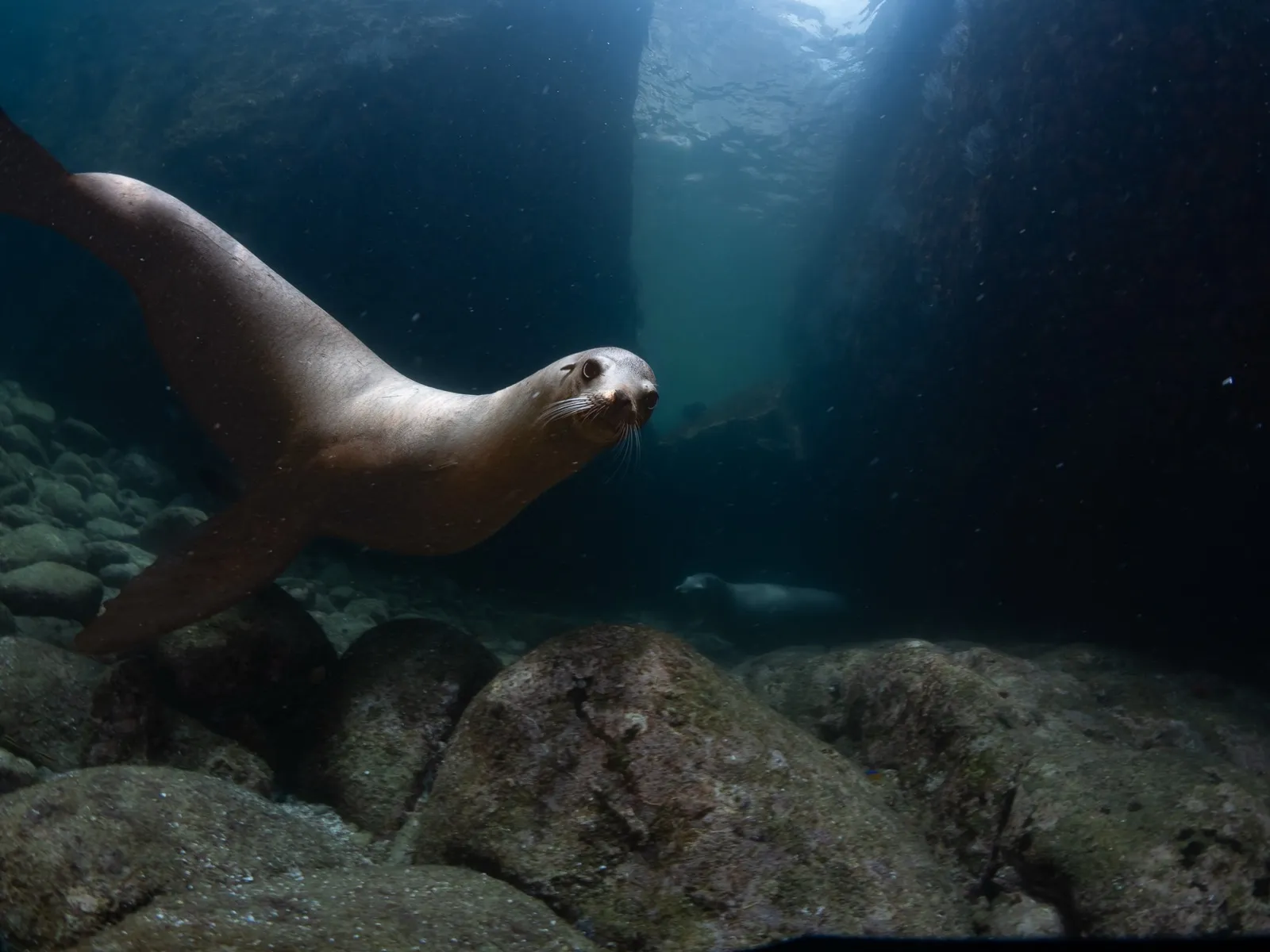 Un lobito marino muy cerca de la cámara, con otro al fondo