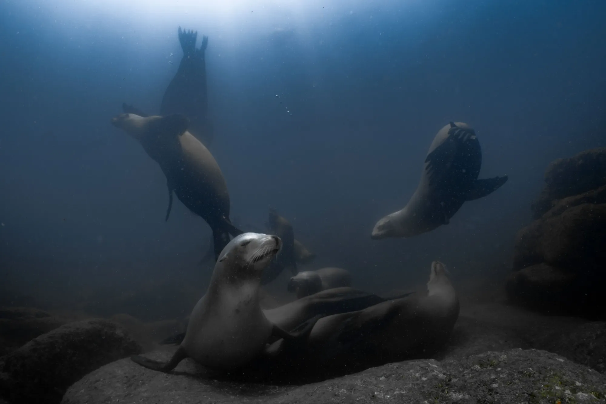 Buceo en Baja California Sur