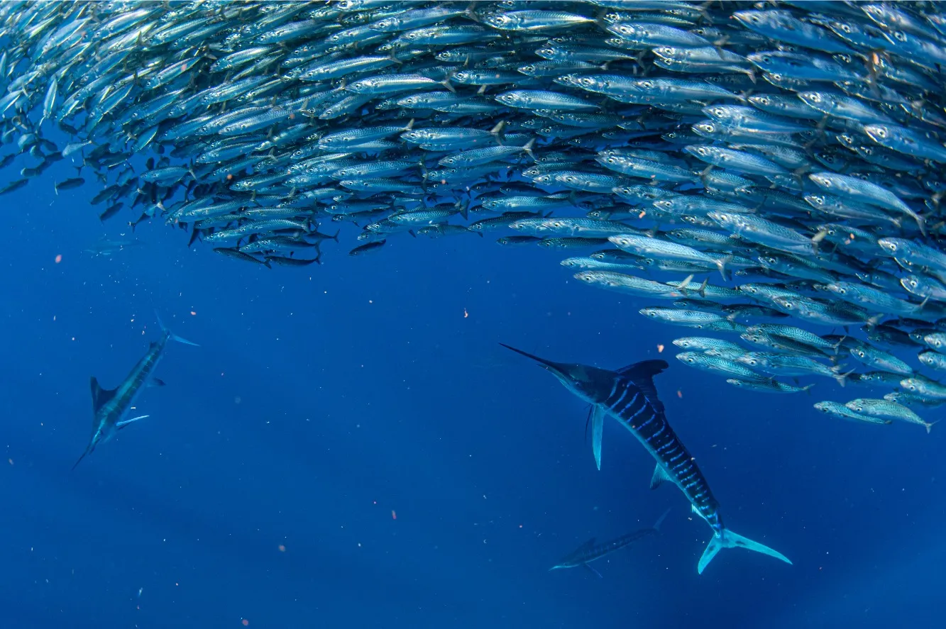 Marlines rayados bajo el cardumen de sardinas, en pleno Sardine Run