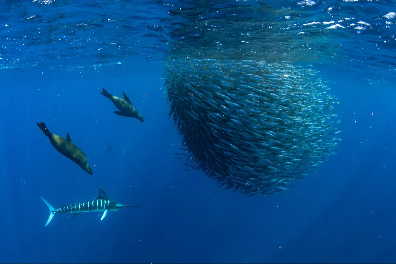 Buceo en Best of Baja California Sur