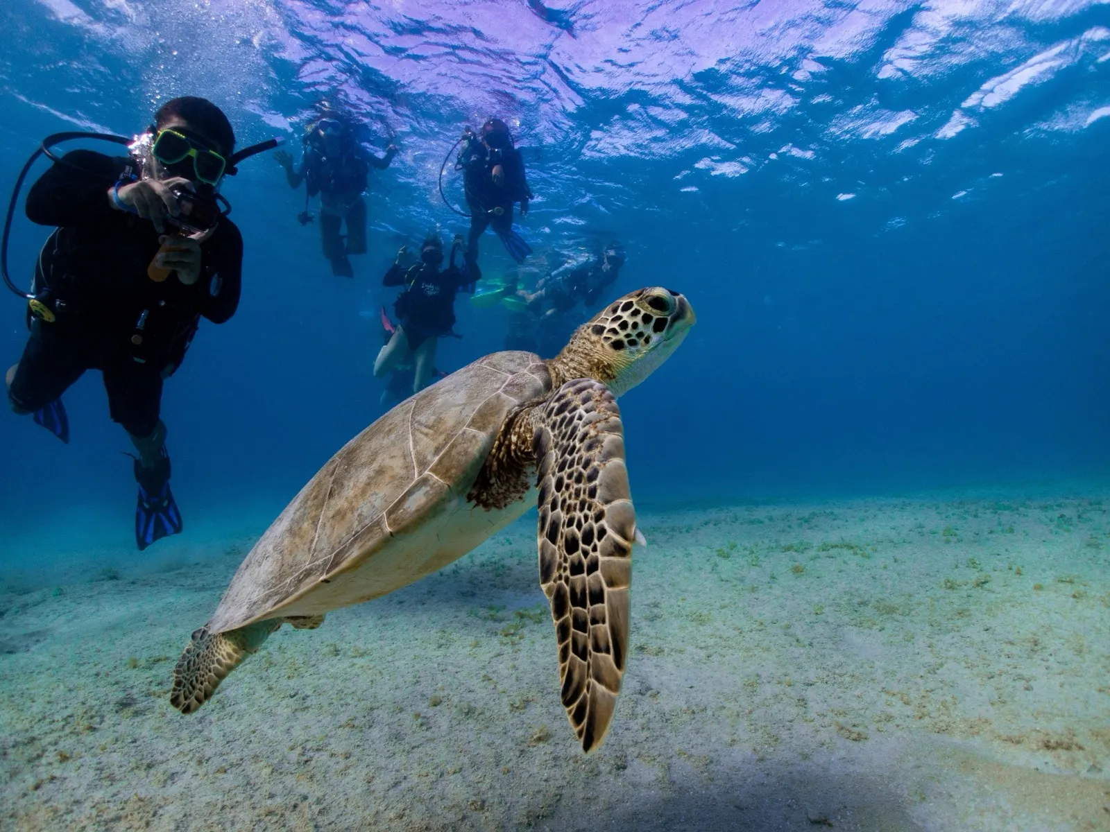 Tortugas en Salt Pier