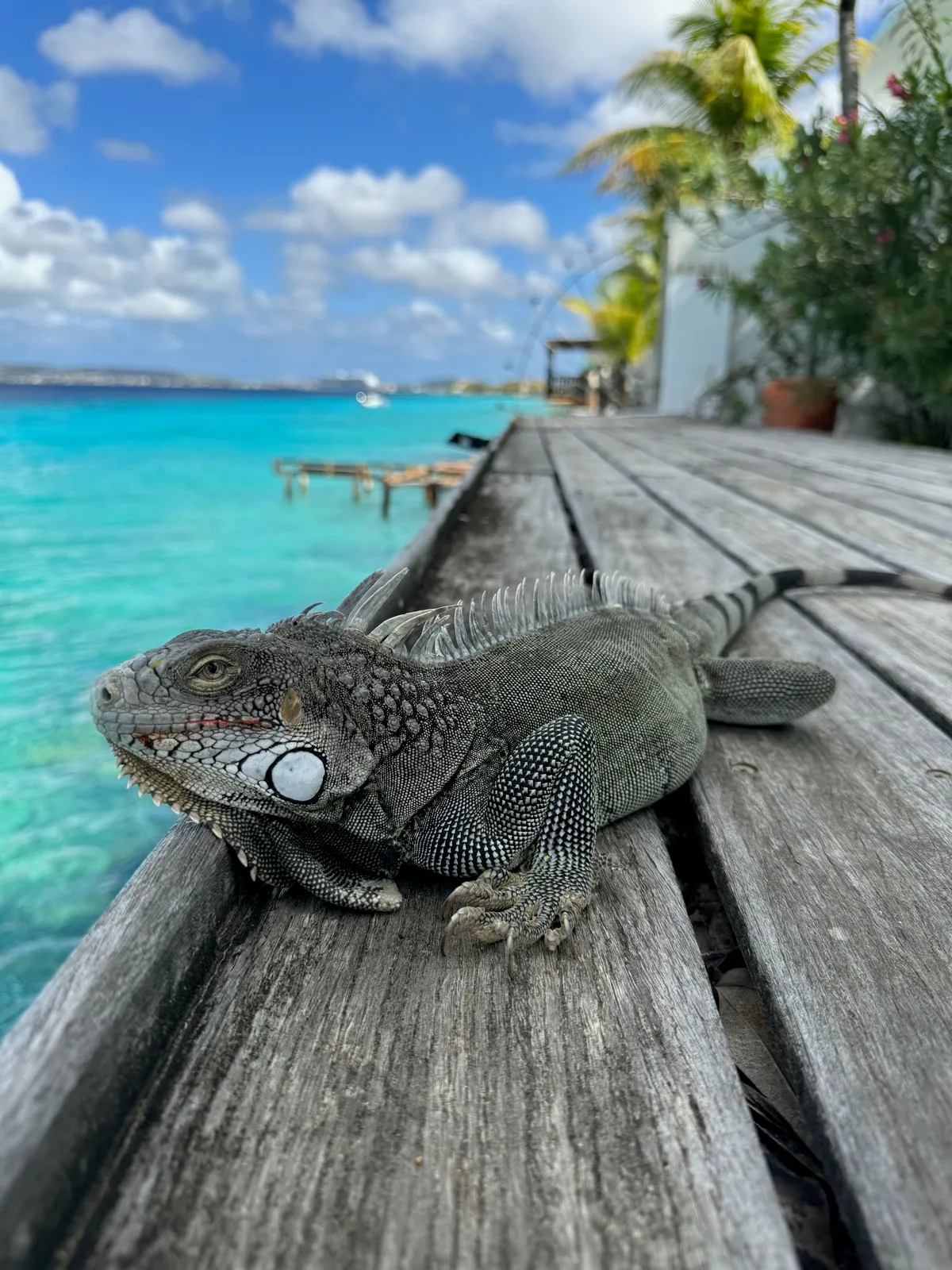 Iguana