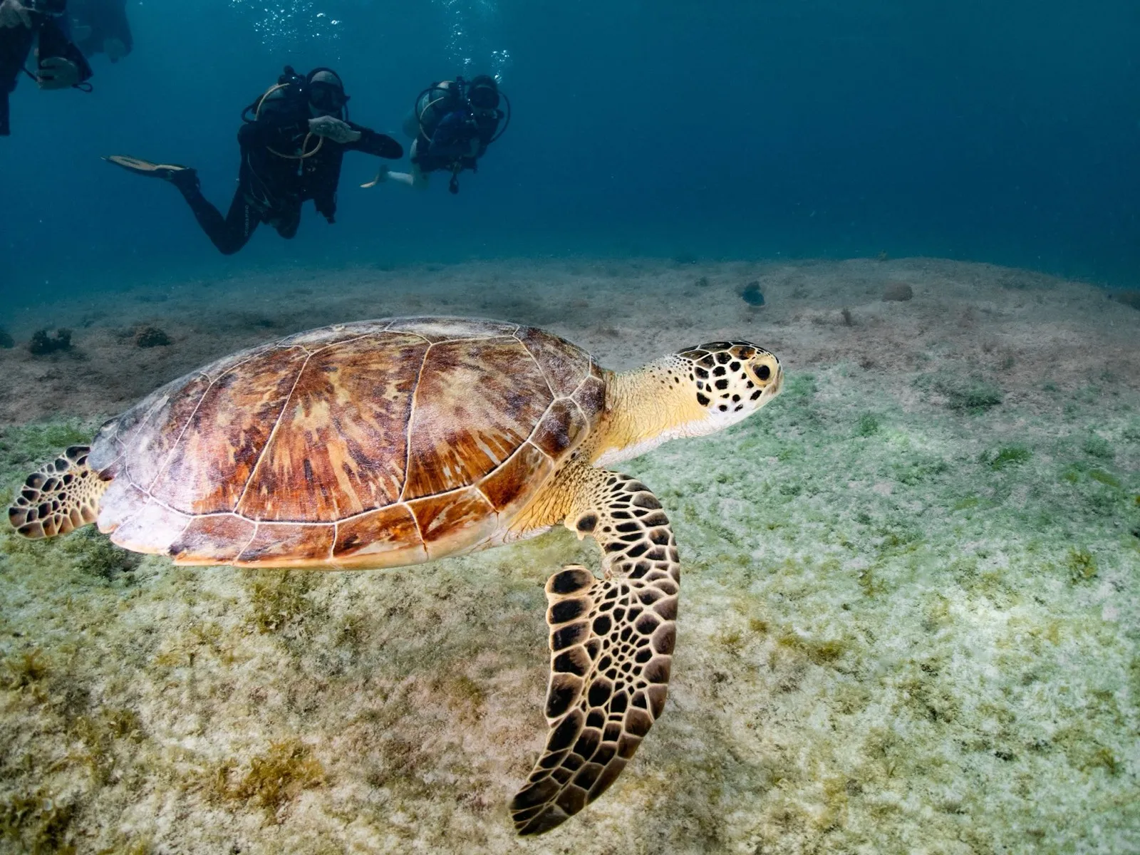 Tortugas