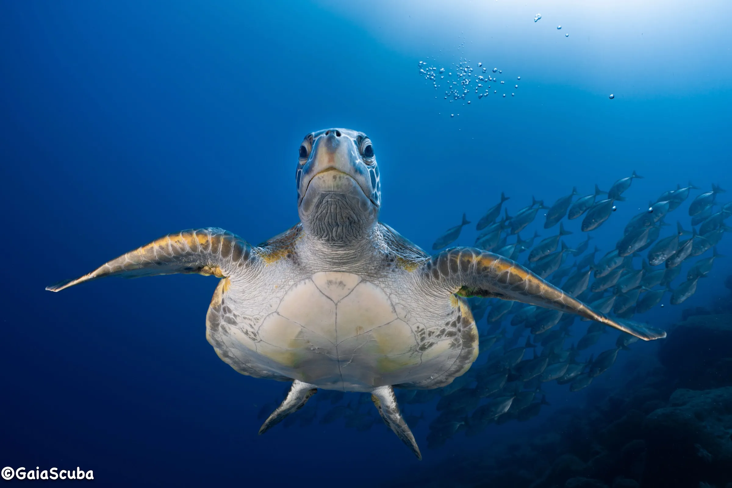 Buceo en Bonaire