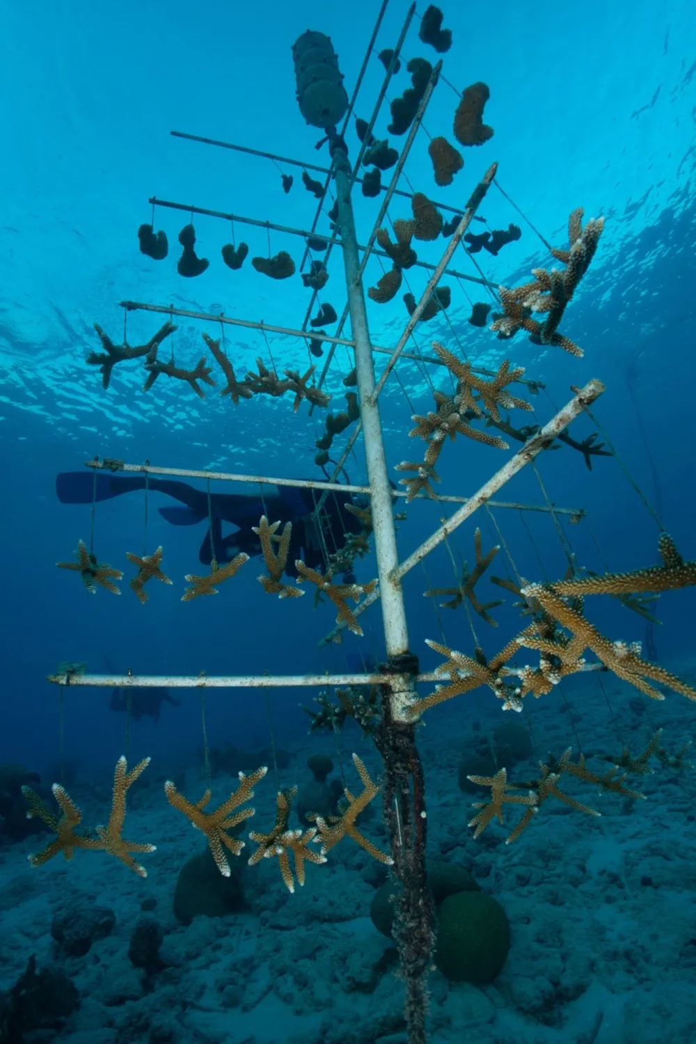 Vivero de coral en Bonaire, con fragmentos creciendo en una estructura sumergida