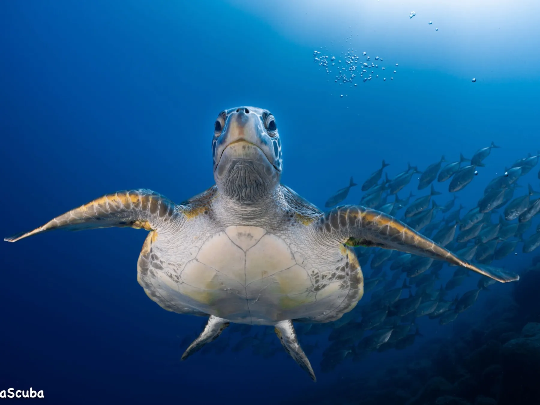 Buceo en Bonaire