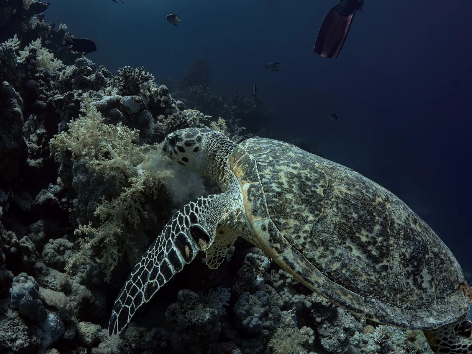 Tortuga