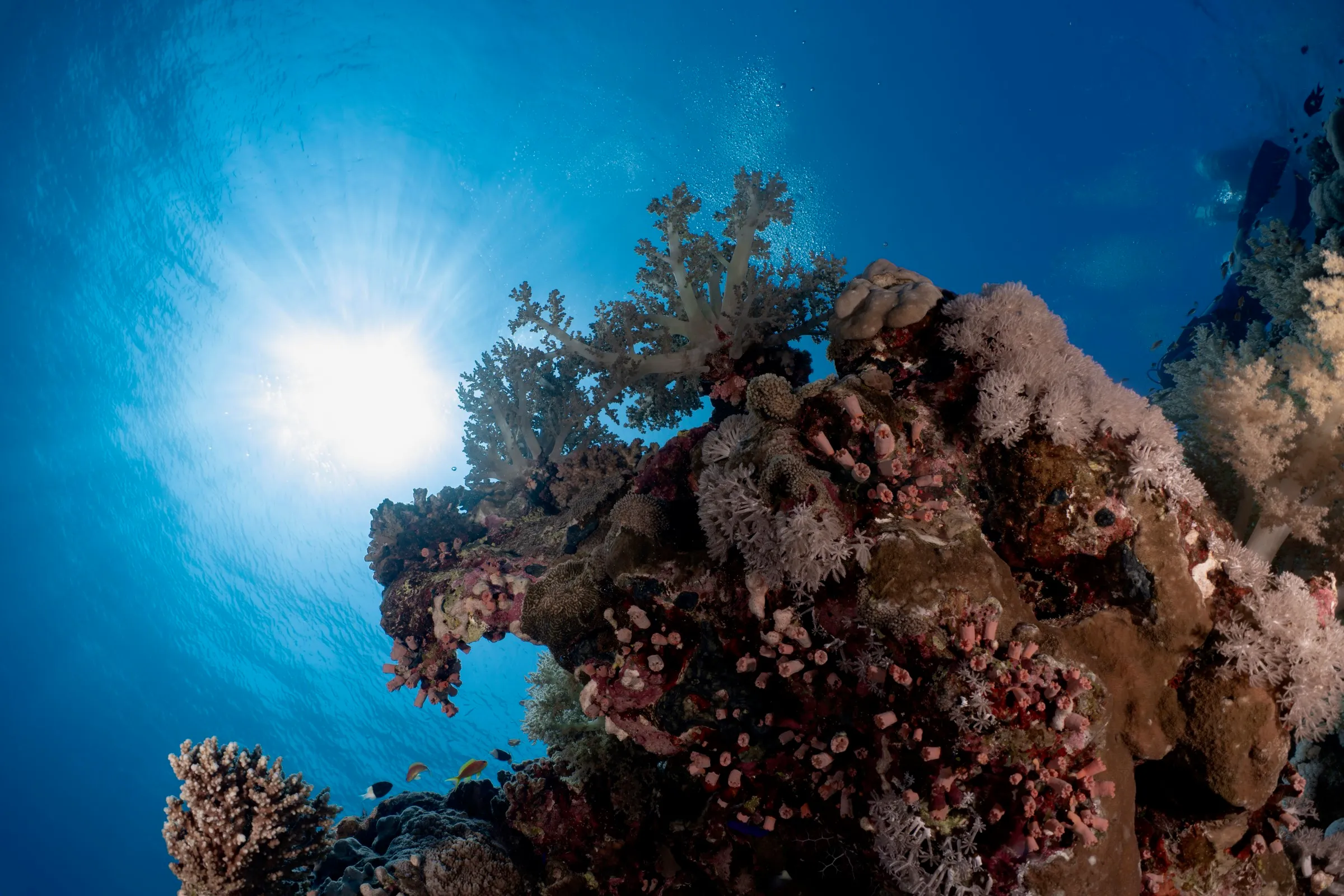 Buceo en Egipto y Mar Rojo