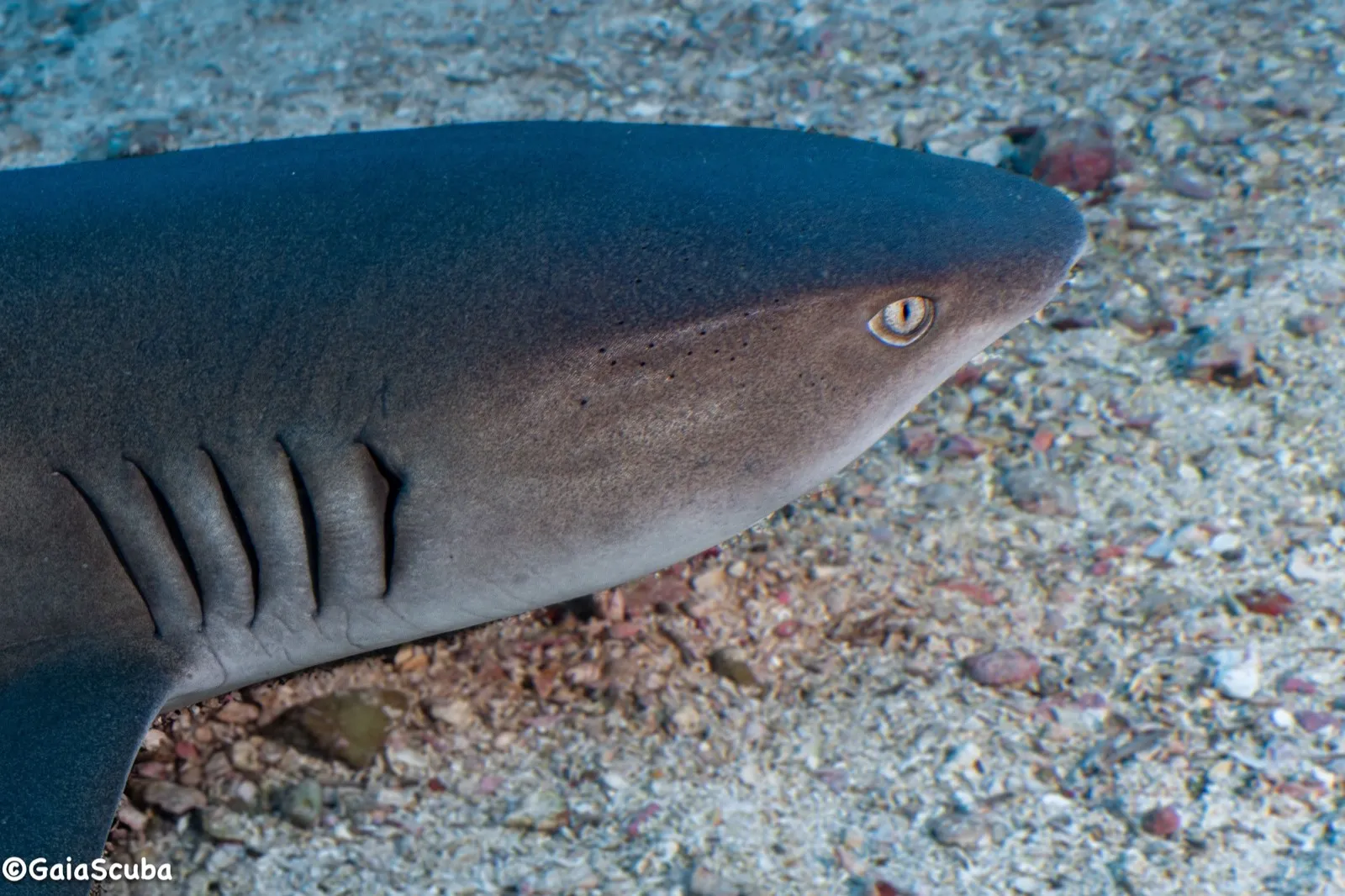 Tiburón aletiblanco arrecifal