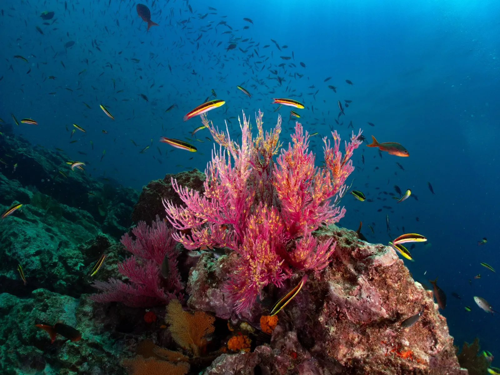 Coral