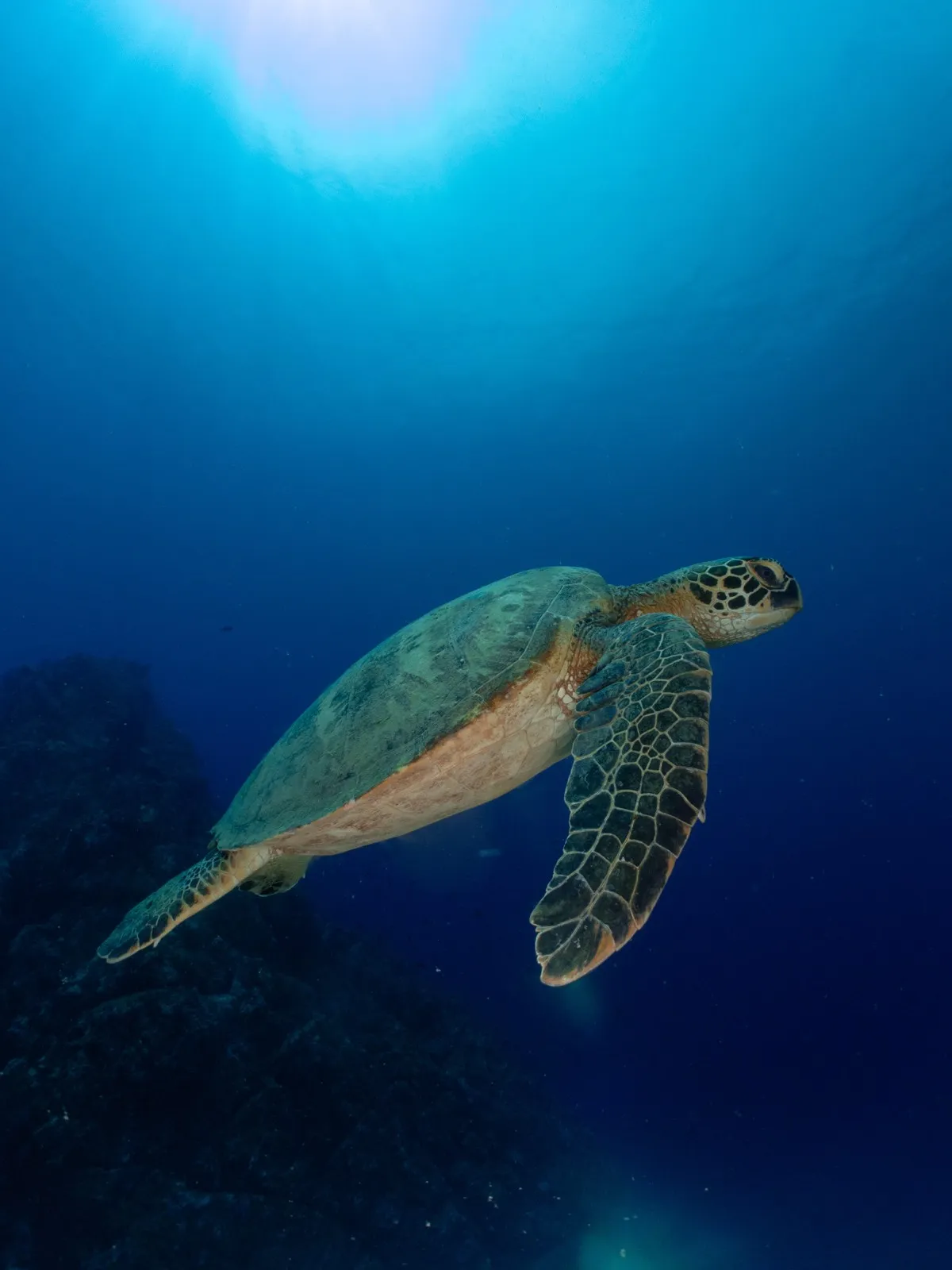 Tortuga