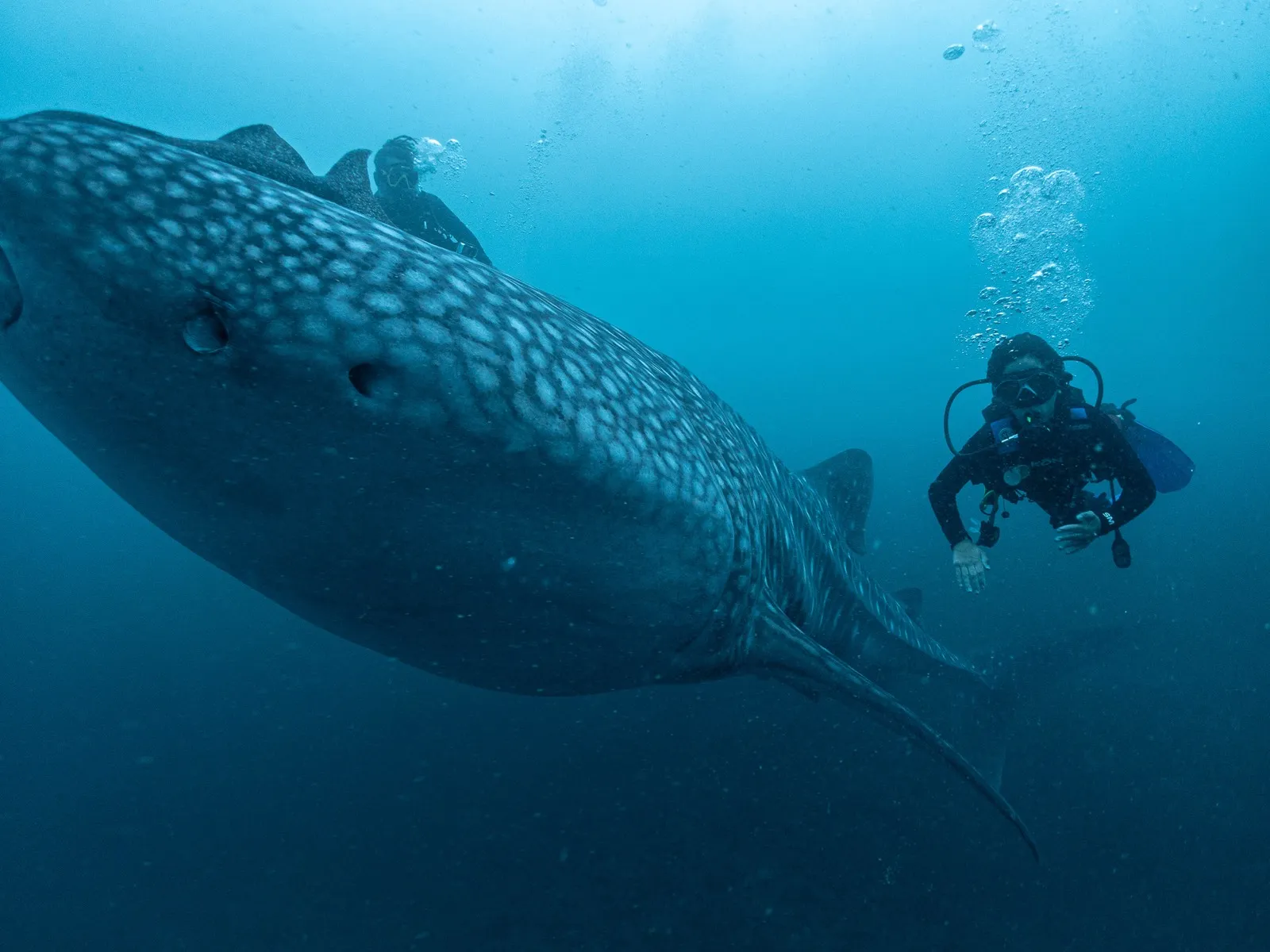 Tiburón ballena