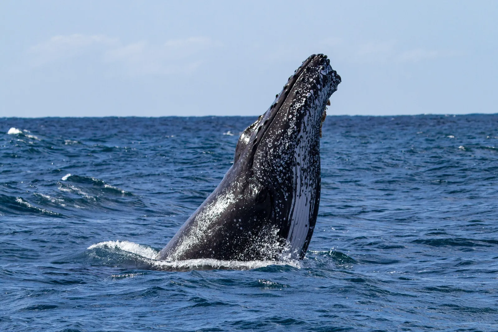 Ballena jorobada
