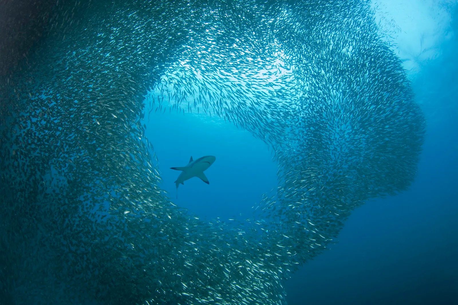 Bola de sardinas