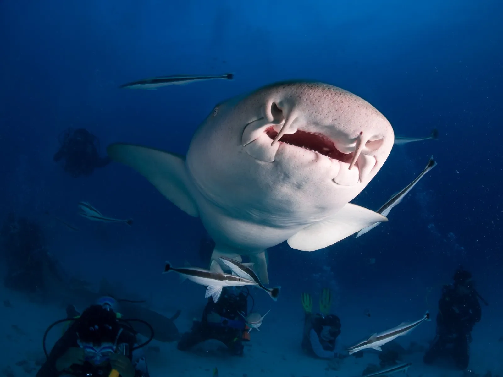 Tiburón nodriza, con sus rémoras a bordo