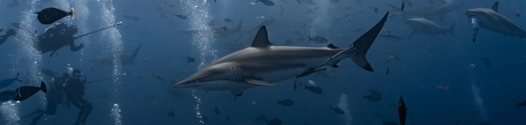 Tiburones spinner entre el cardumen, con el grupo debajo