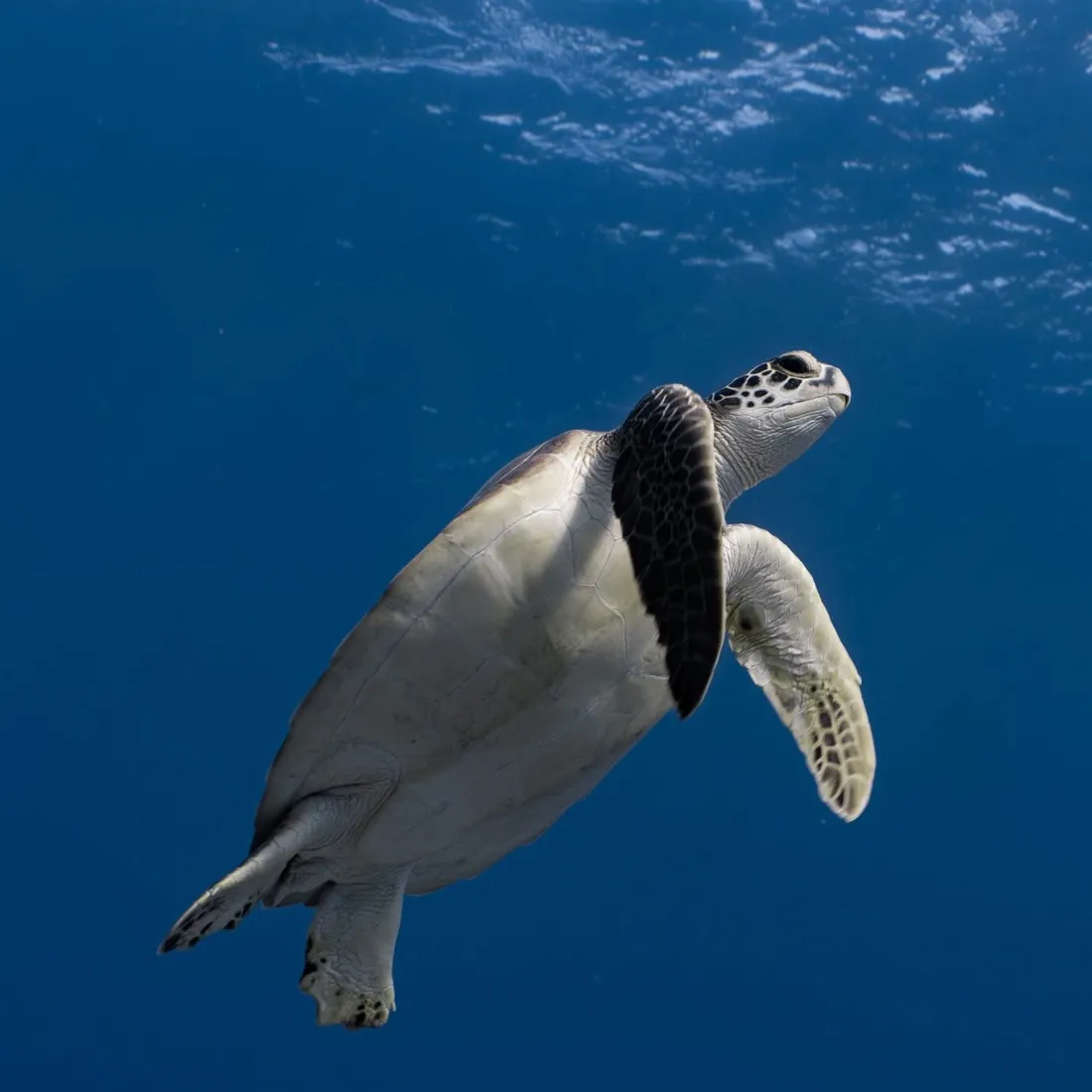 Tortuga verde, en casi todas las inmersiones