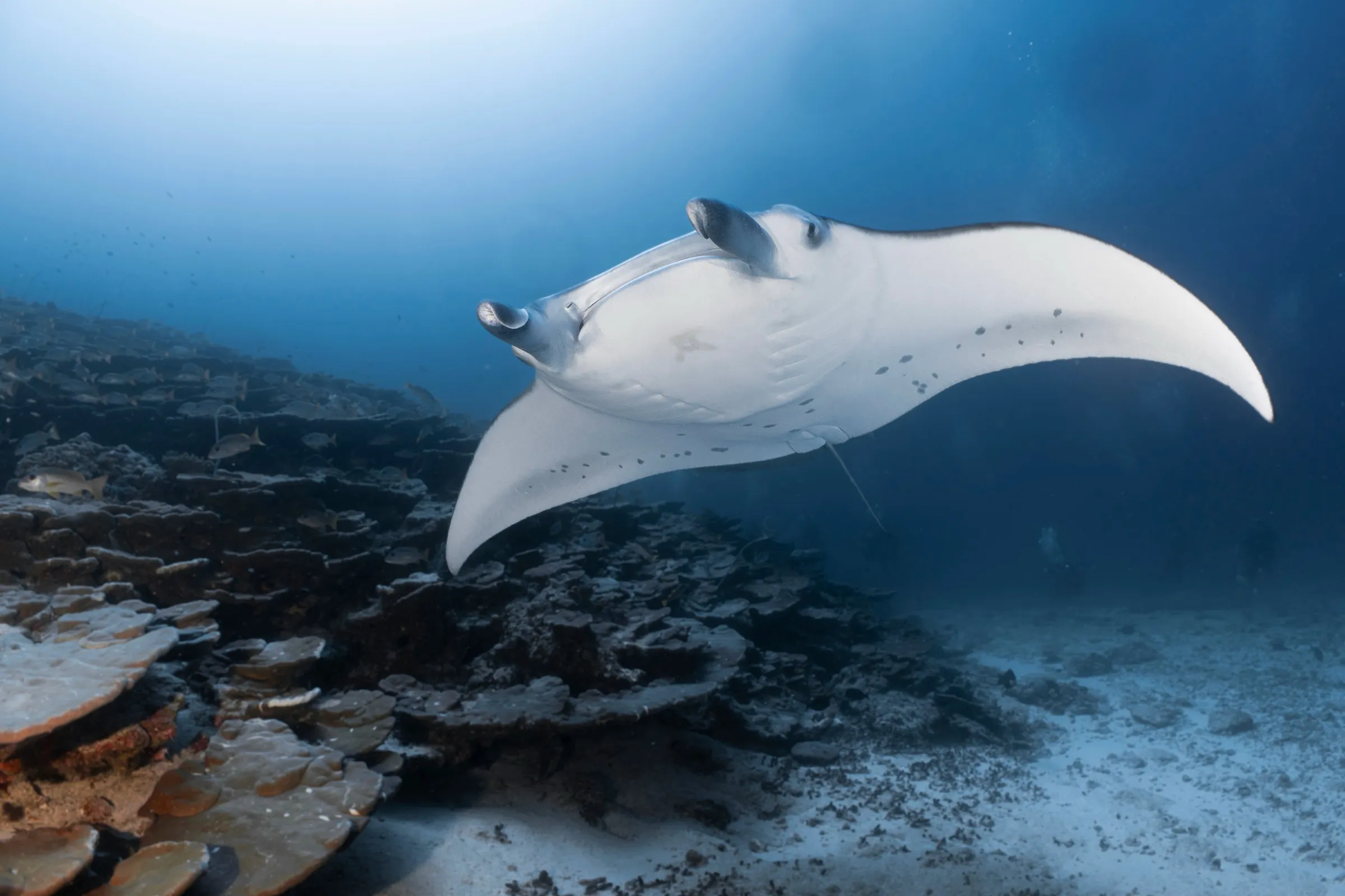Buceo en Maldivas