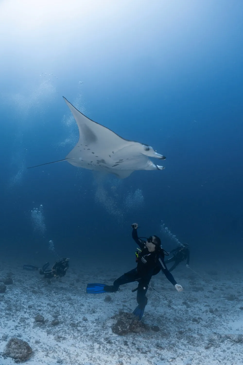 Una mantarraya pasa sobre una buza en los atolones centrales de Maldivas