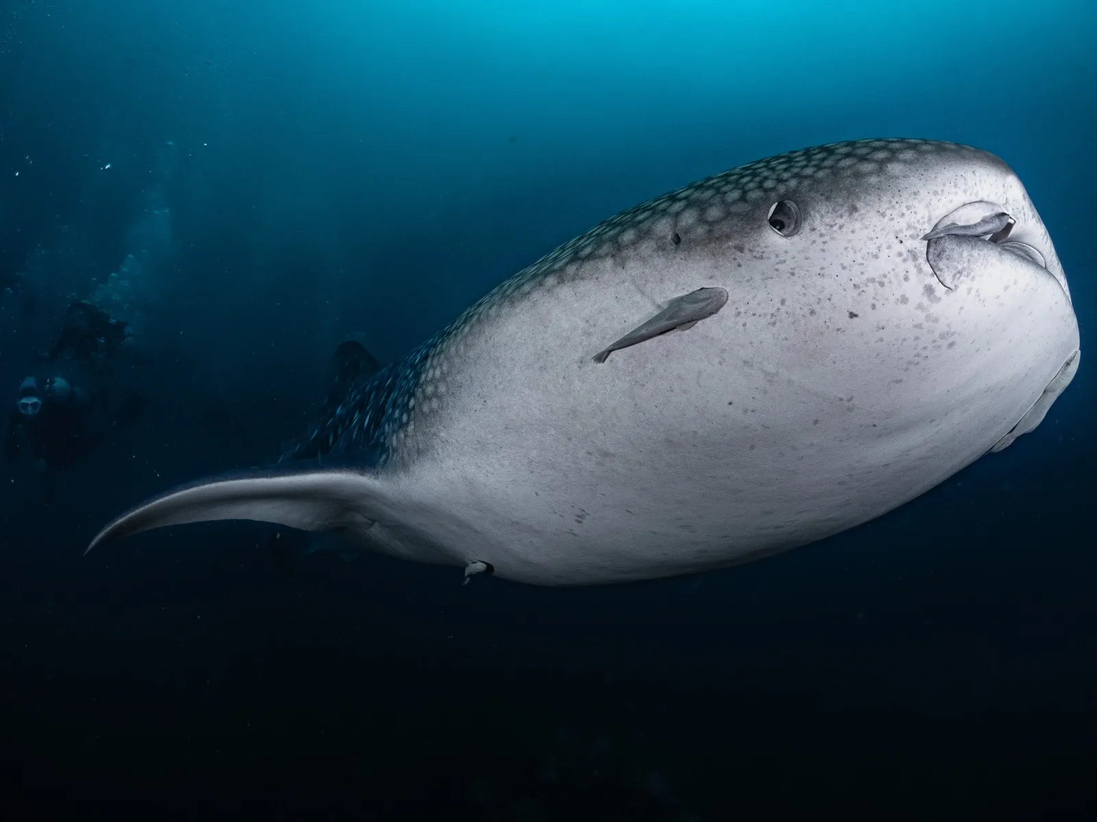 Tiburón ballena