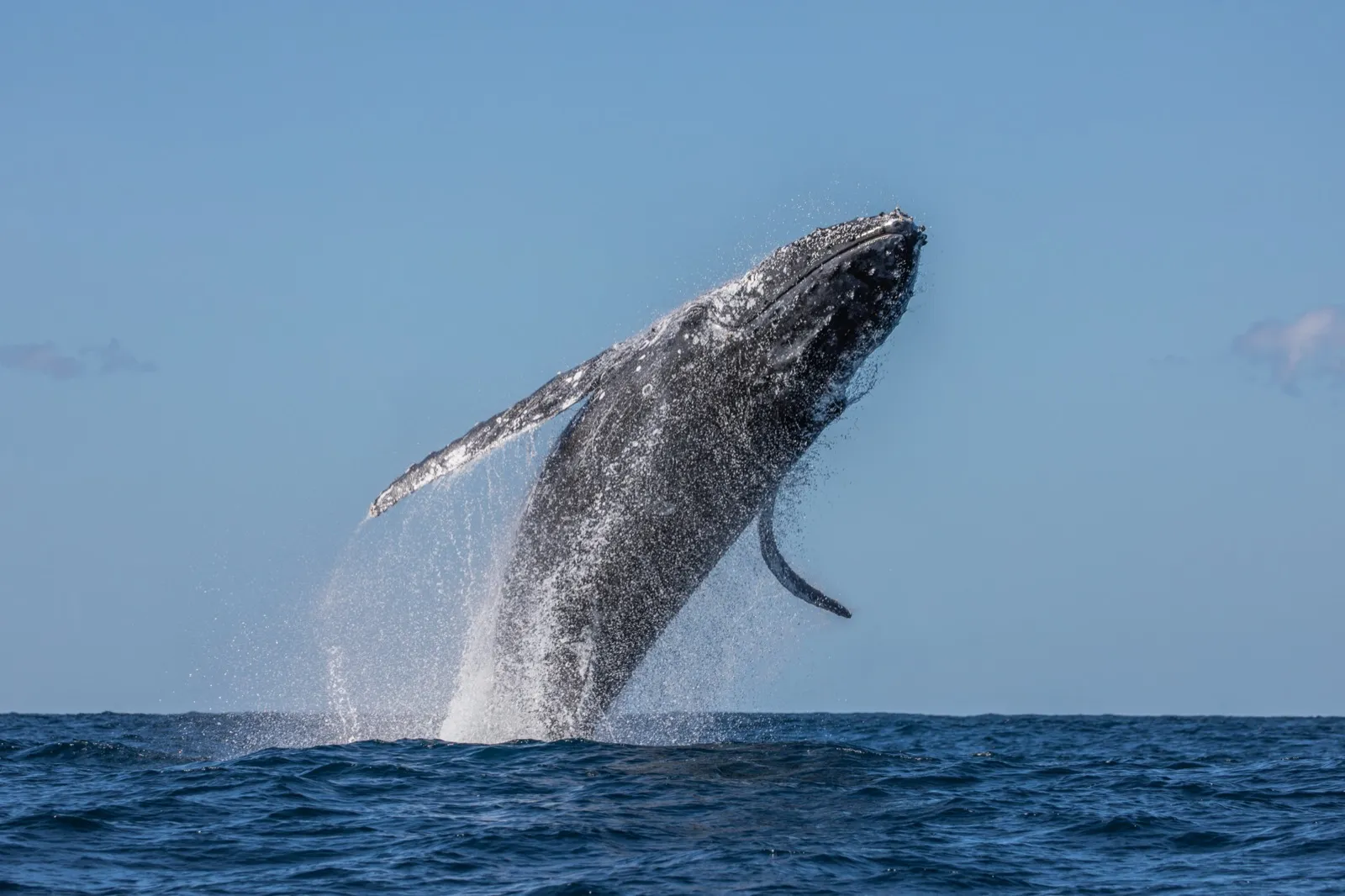 Ballena jorobada