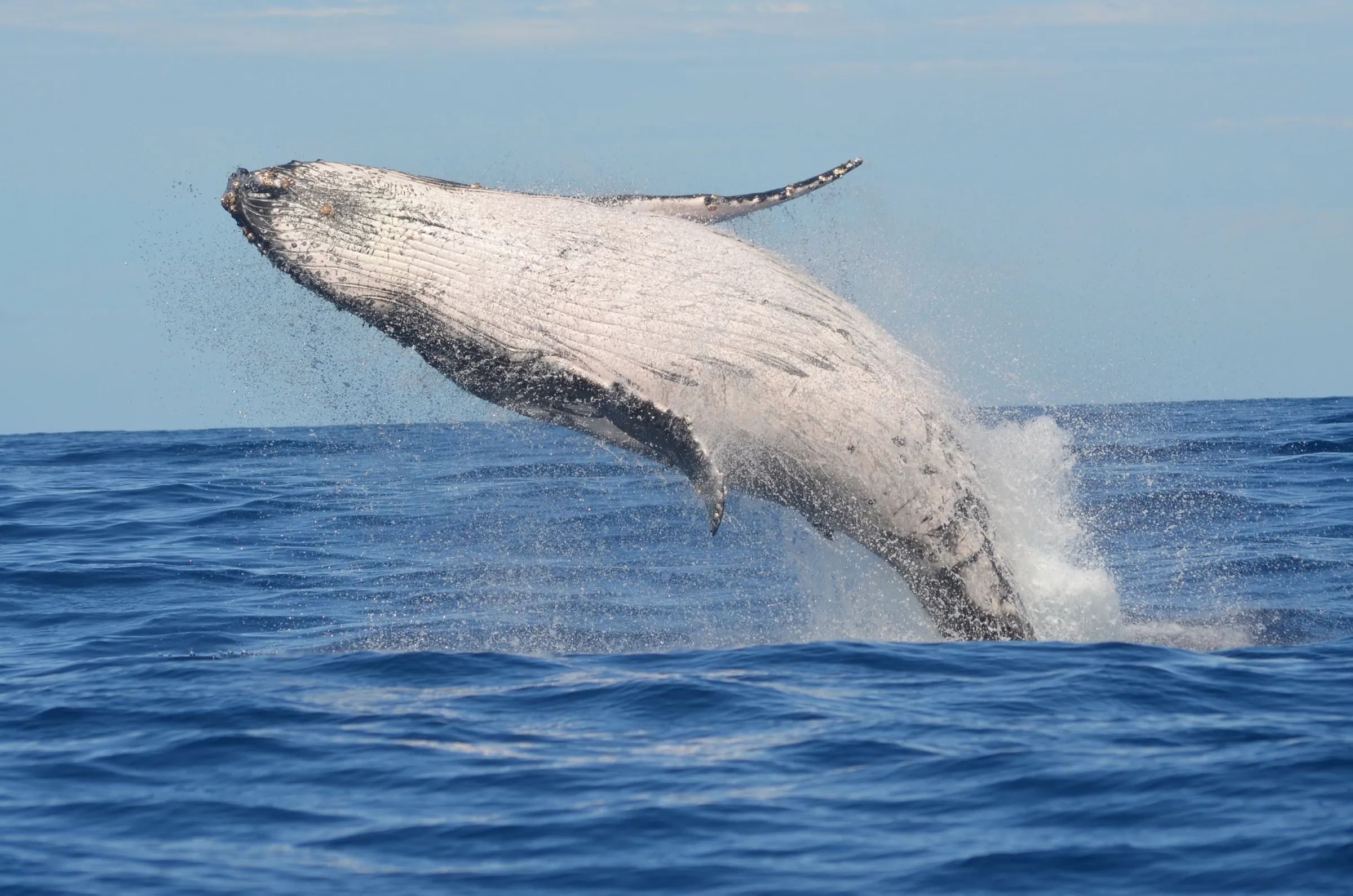 Buceo en Nuquí