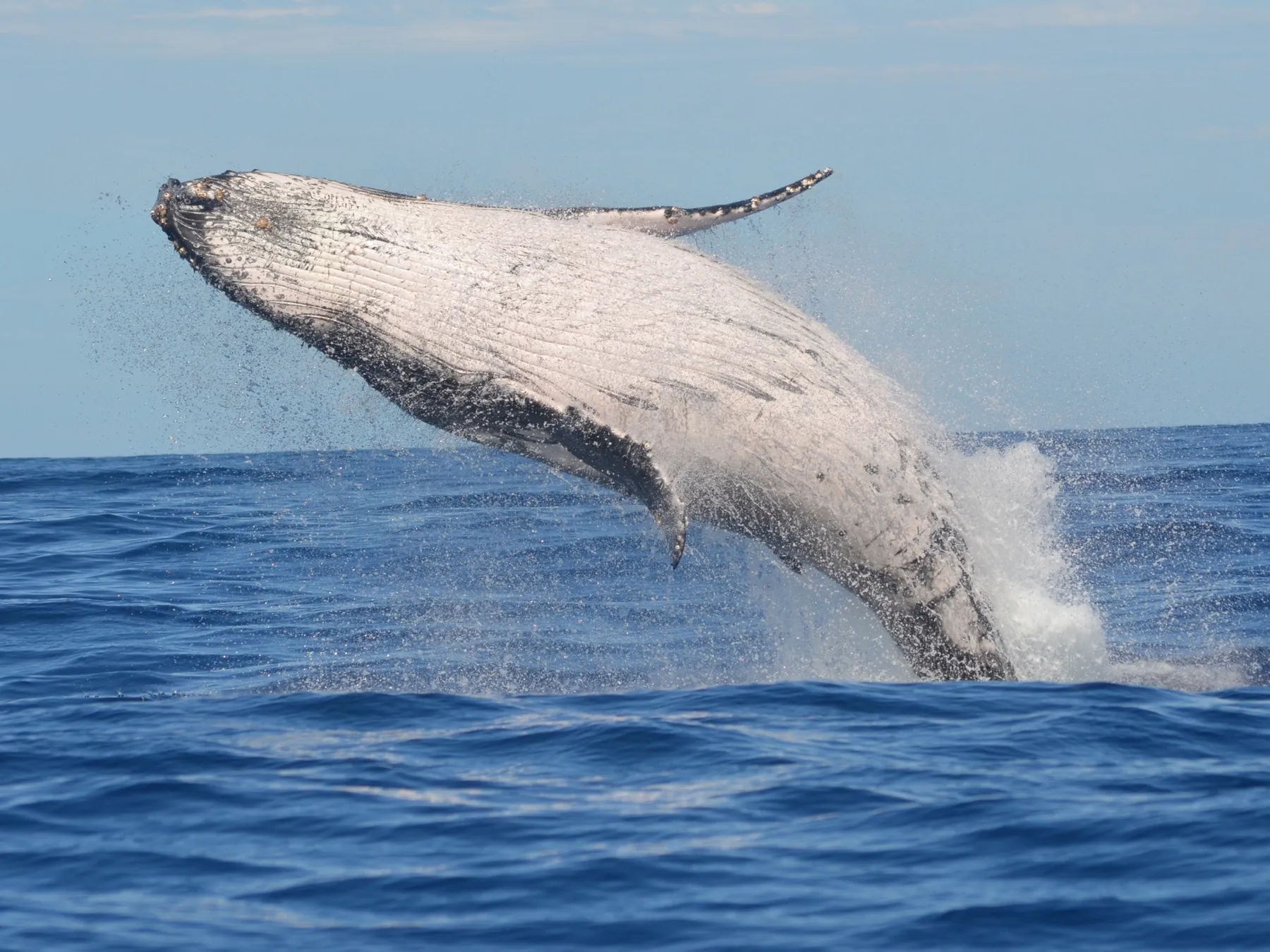 Buceo en Nuquí