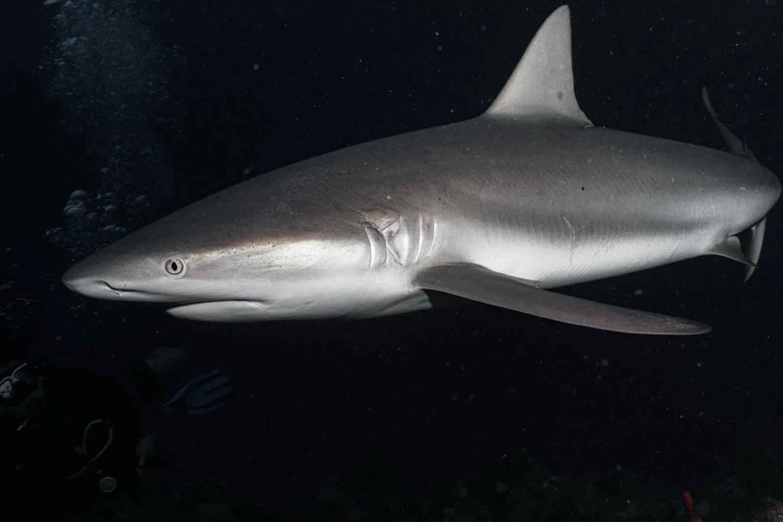 Tiburón gris de arrecife
