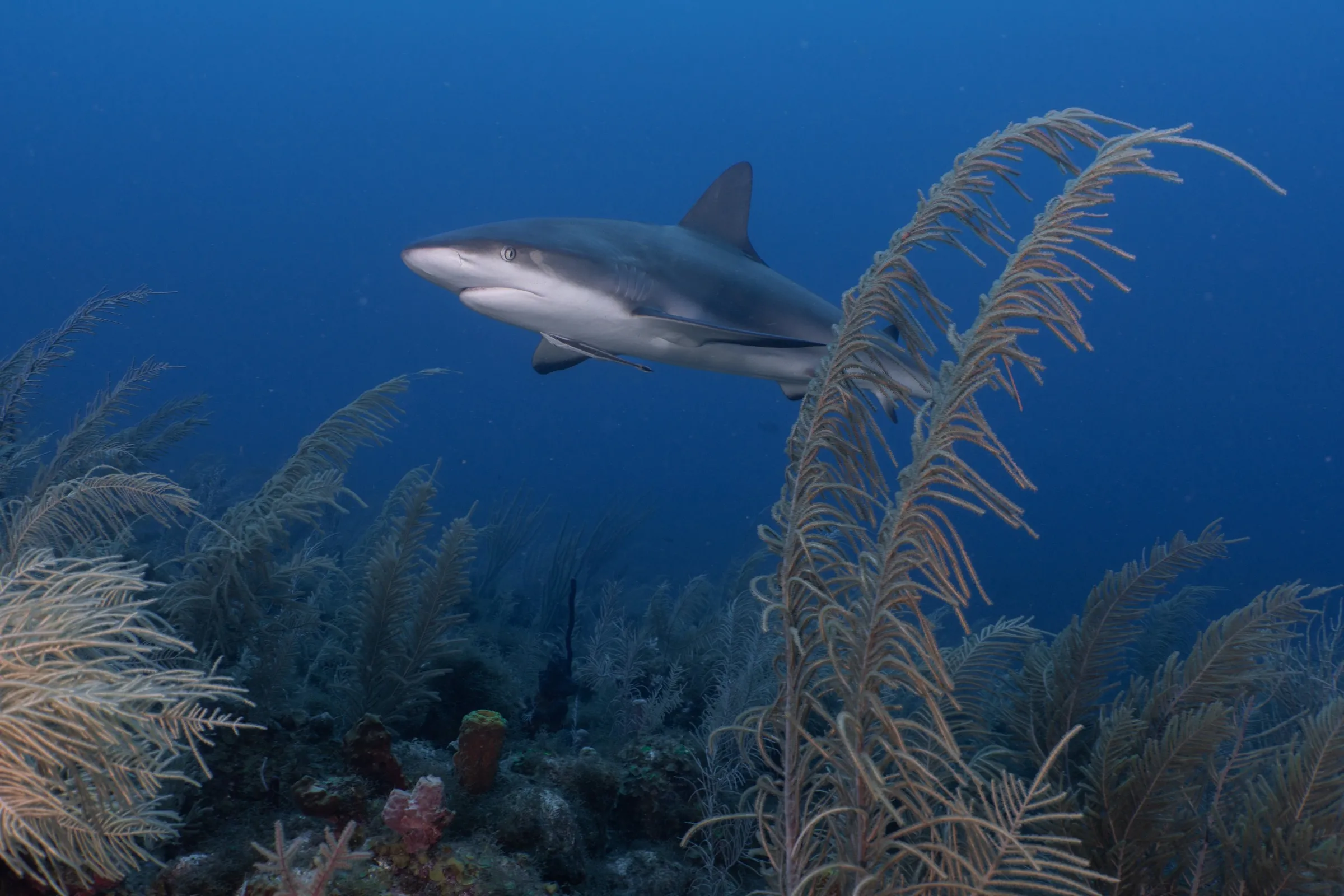 Buceo en Providencia