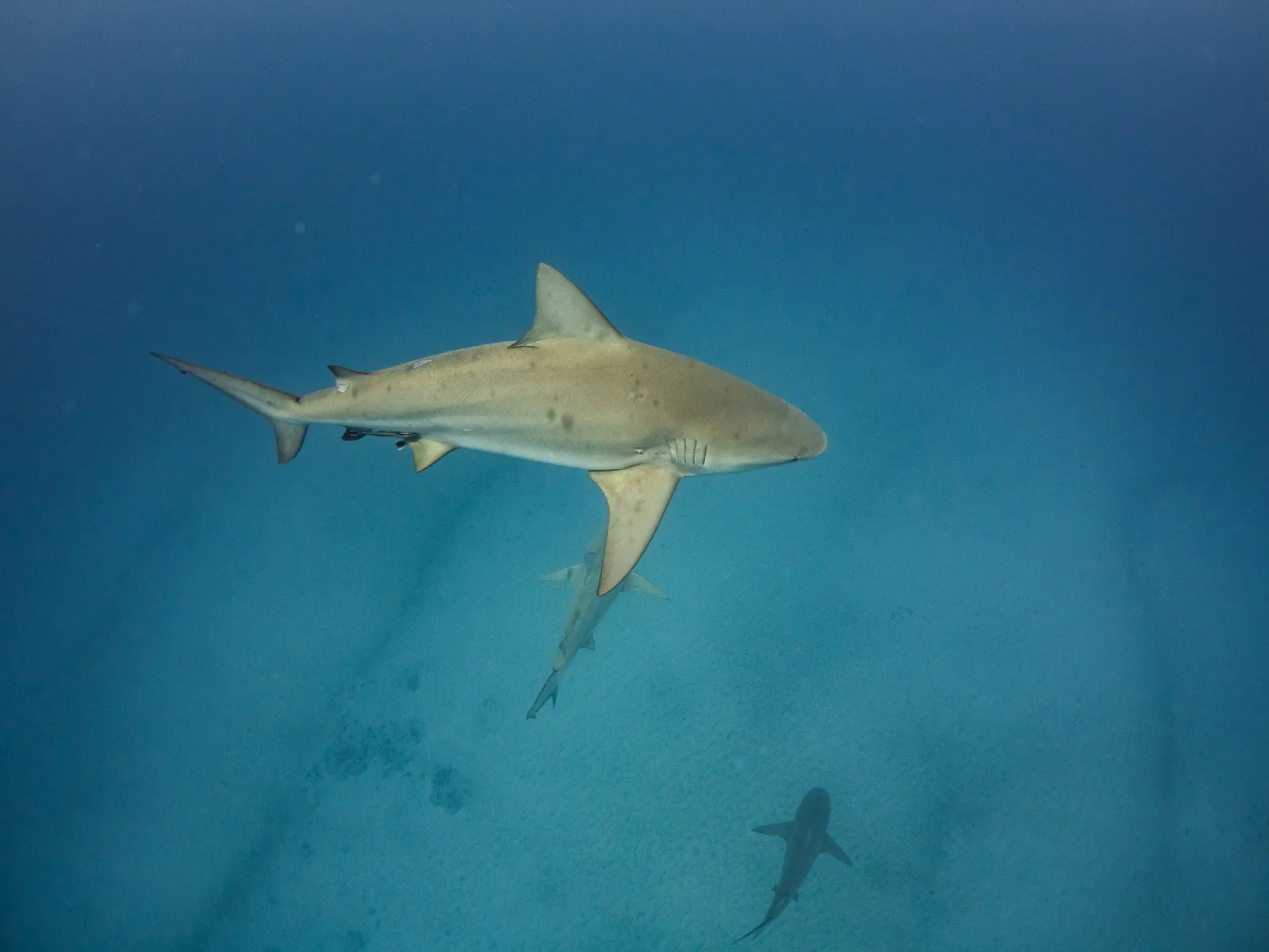 Tiburón toro