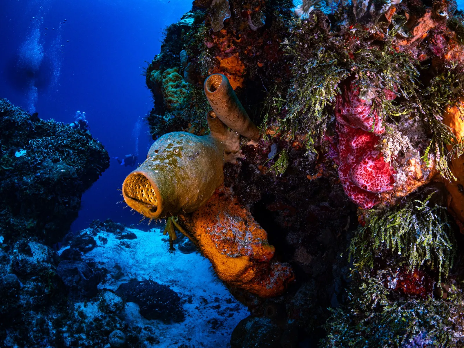 Pared de esponjas en Cozumel