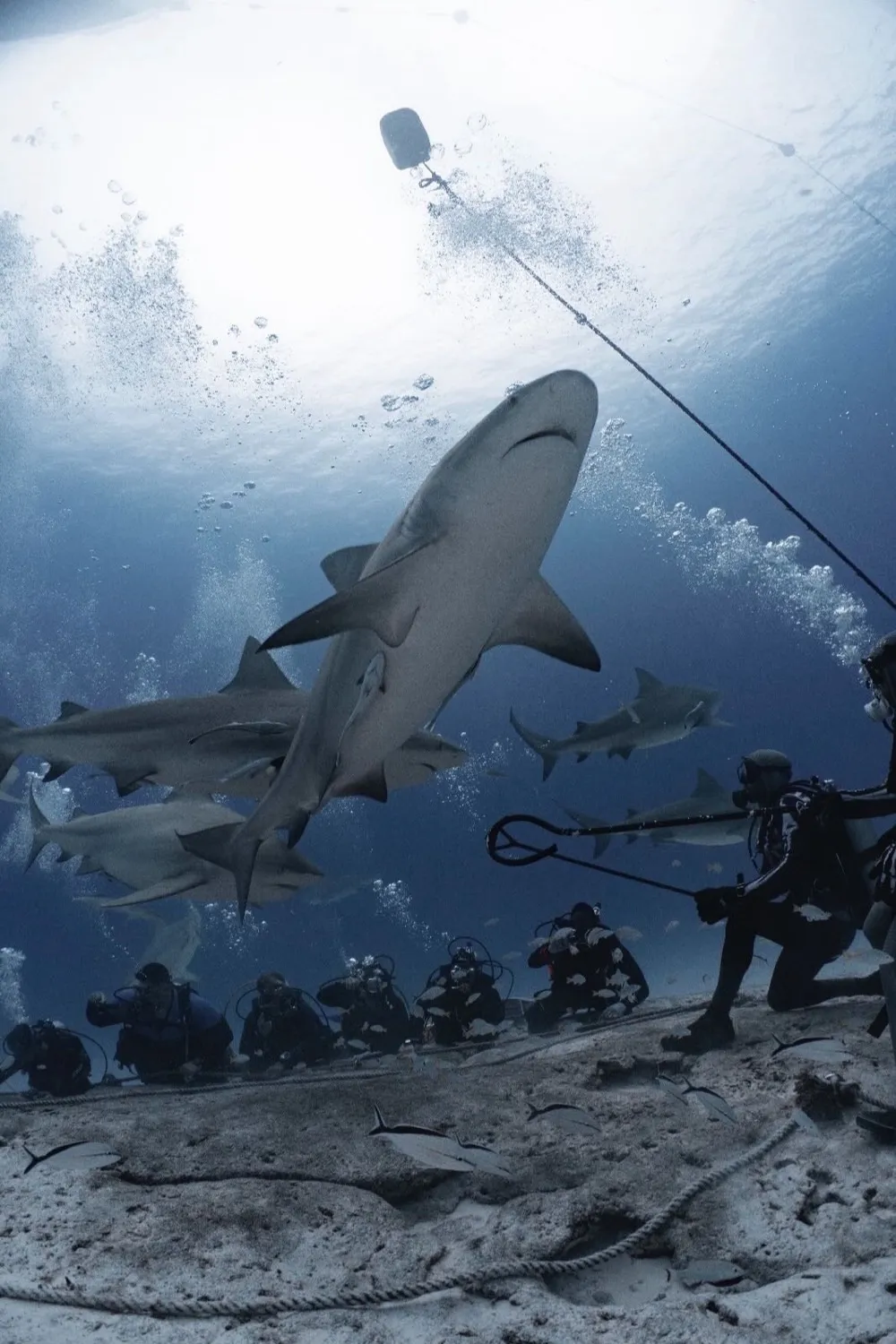 Tiburones toro sobre un grupo de buzos en la Riviera Maya