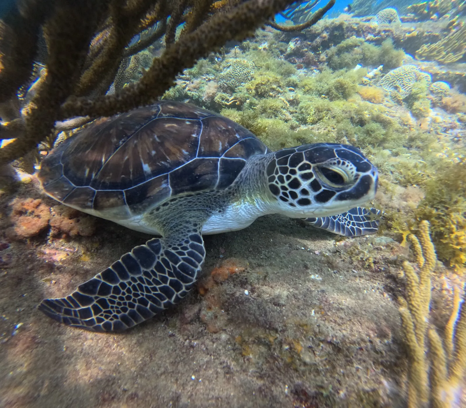Tortuga
