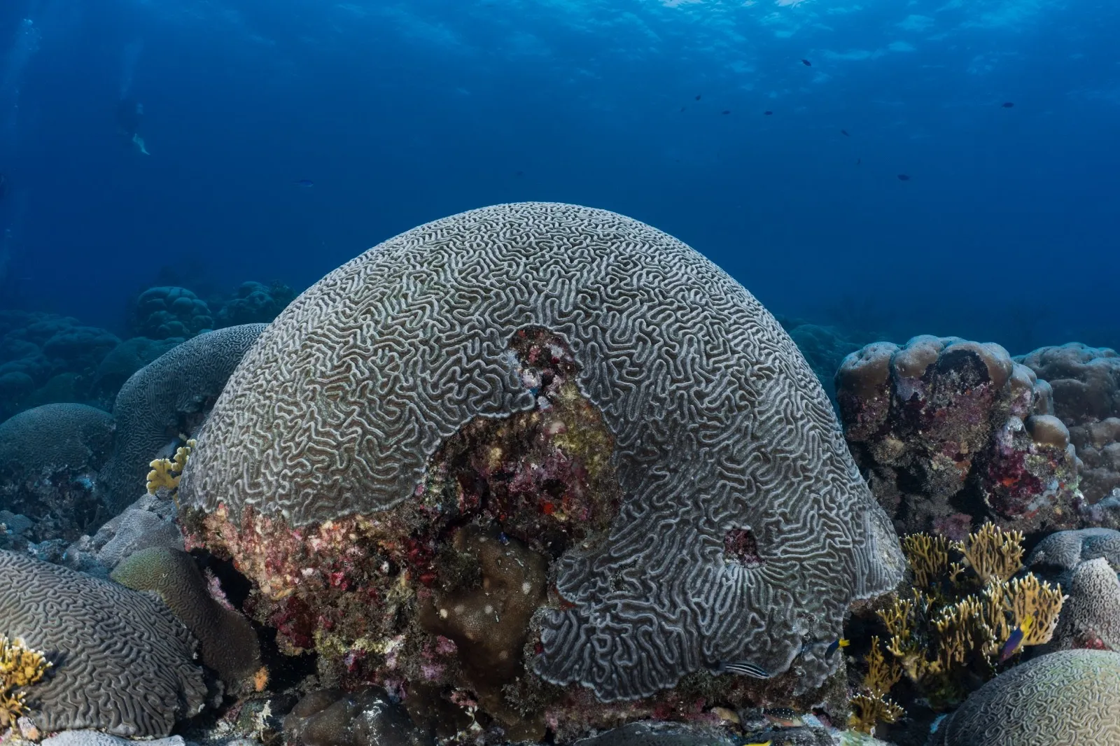 Coral cerebro