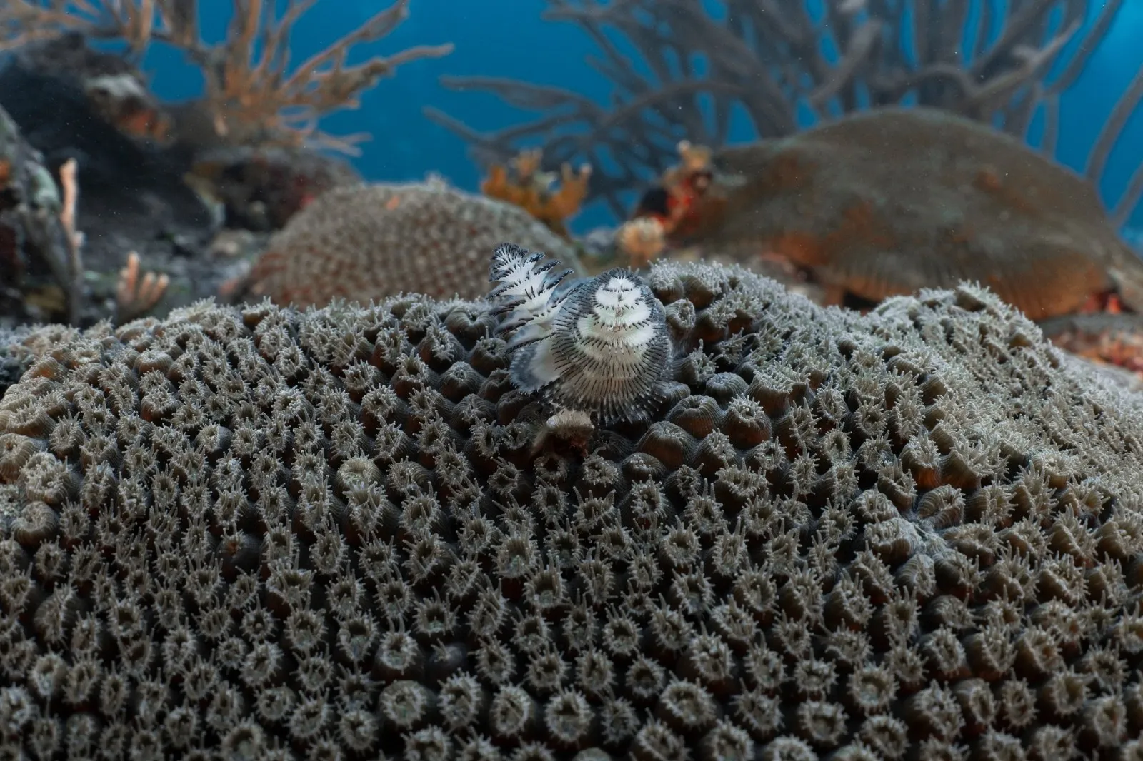 Colonias de coral