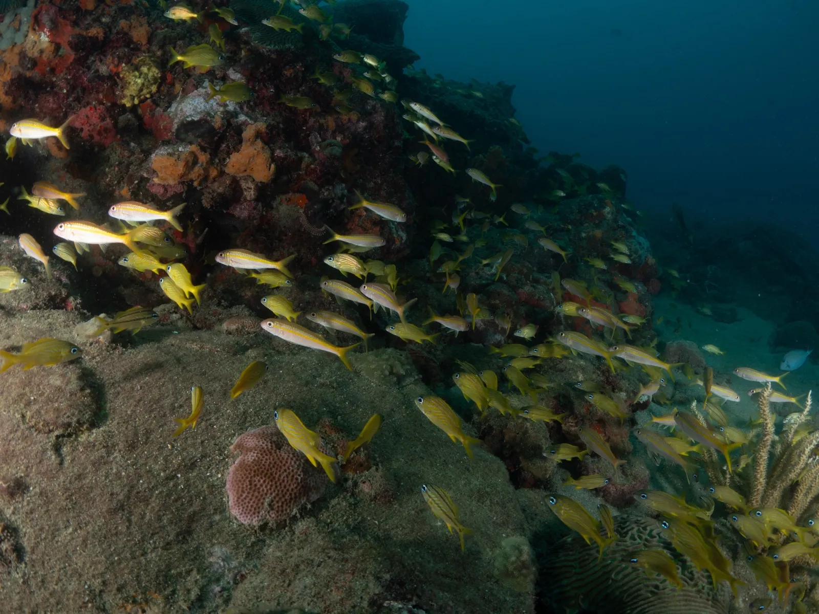 Banco de peces amarillos