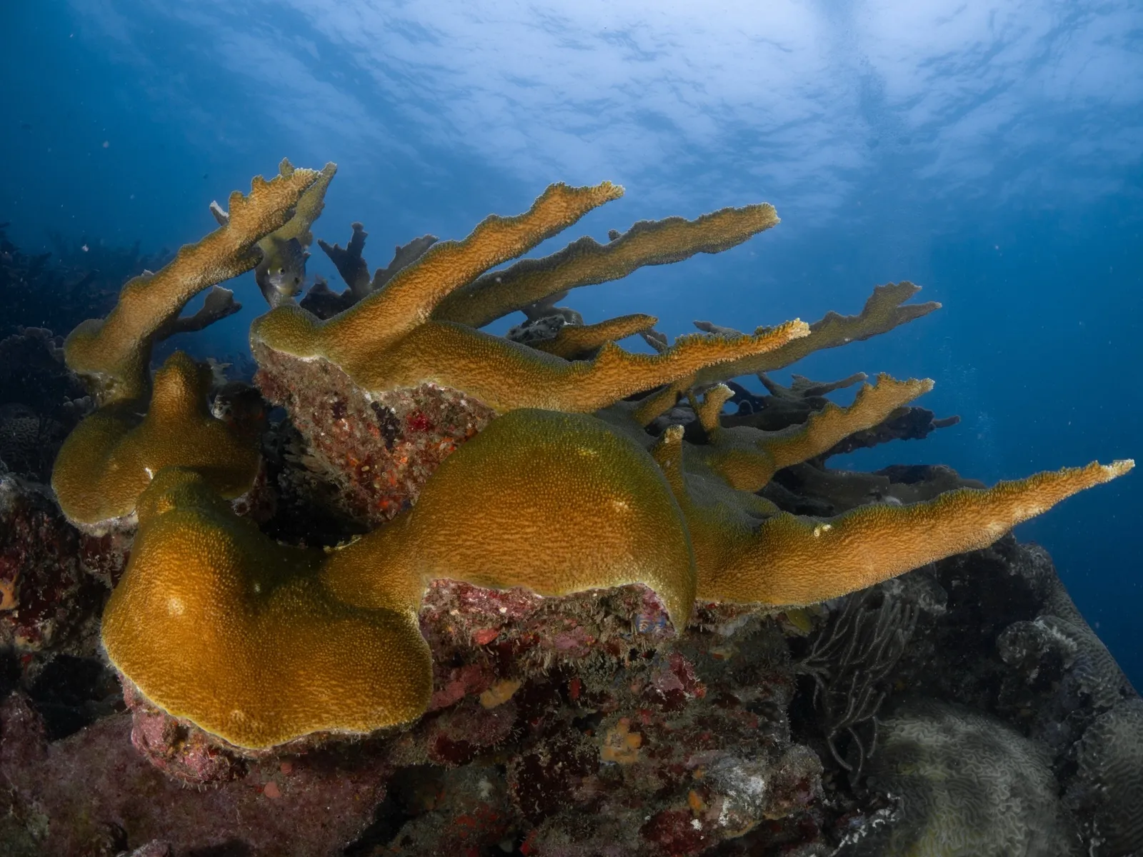 Coral cuerno de alce