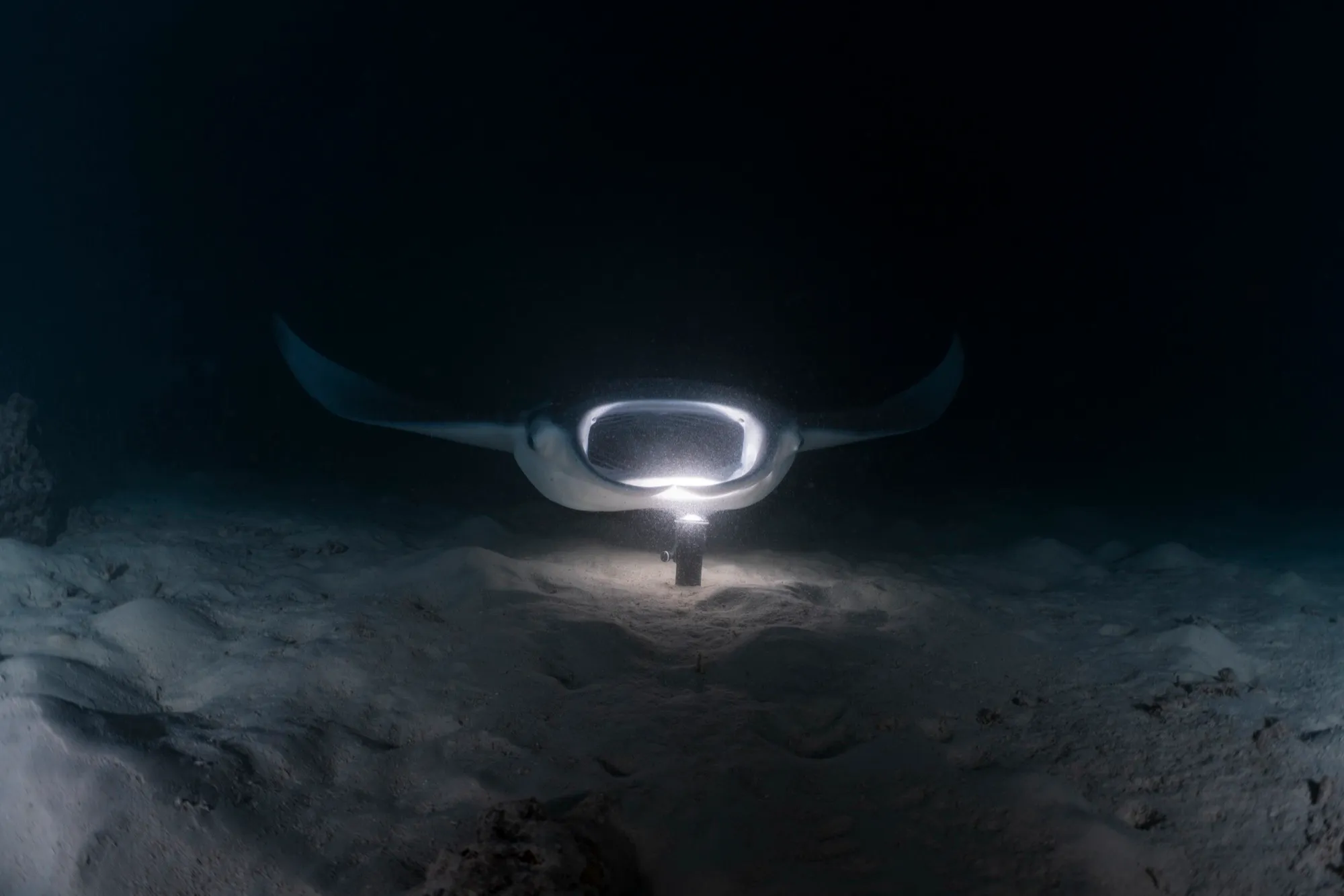 Manta de arrecife llegando de noche sobre la luz de una linterna puesta en la arena, en Maldivas