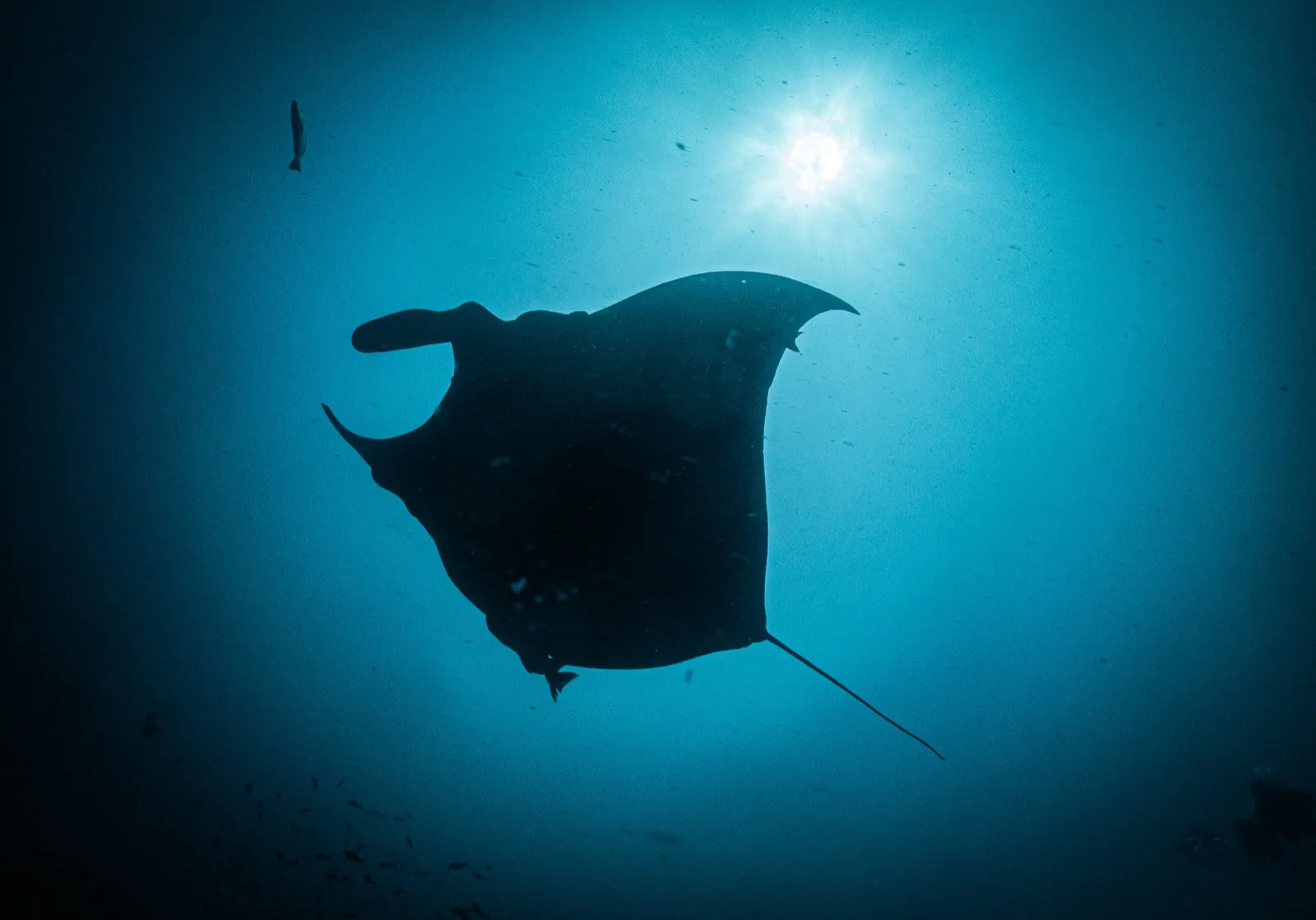 Mantarraya oceánica a contraluz en Gorgona, en el Pacífico colombiano