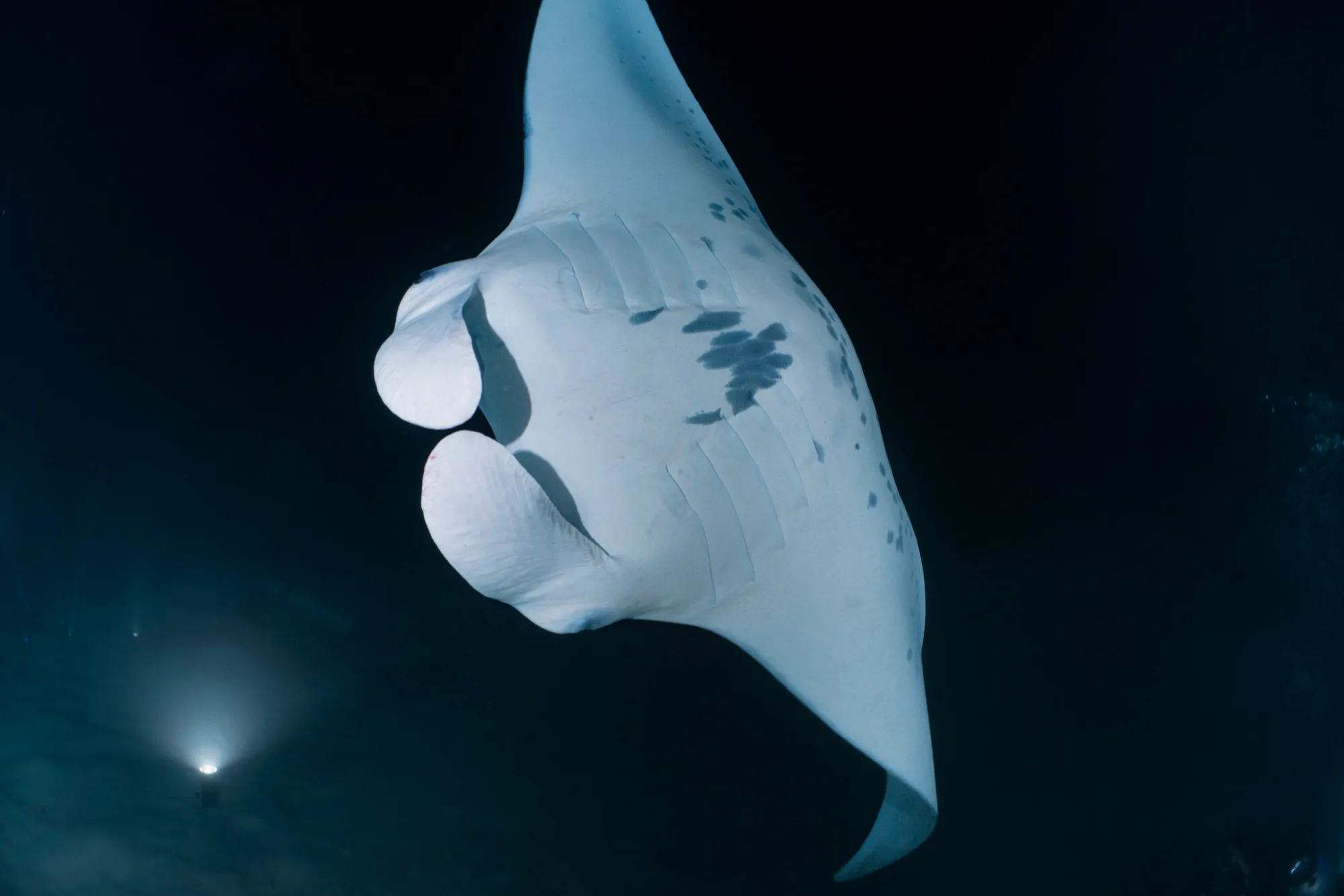 Panza completa de una manta vista desde abajo, de noche: el tipo de foto que sirve para identificarla