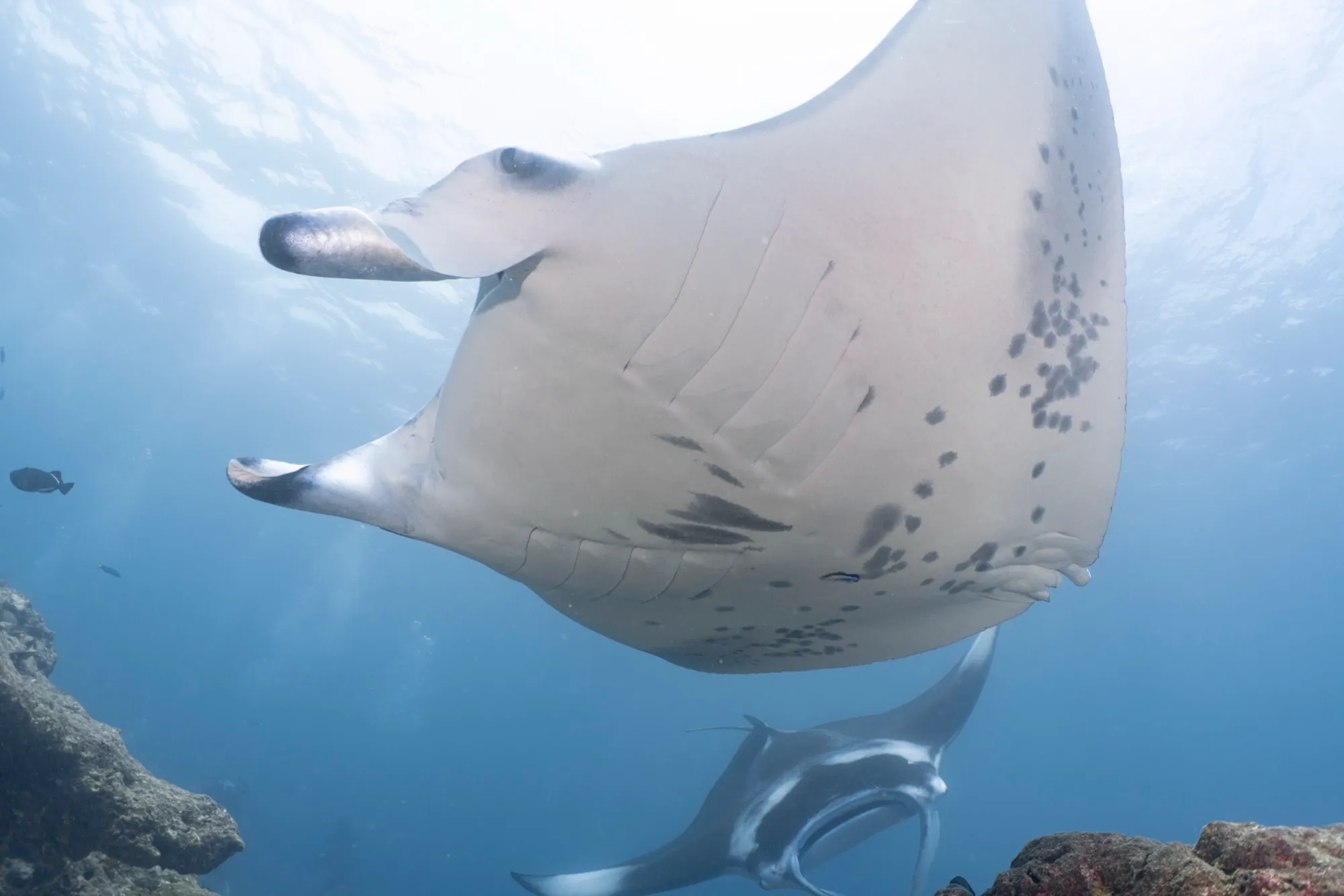 Manta de arrecife vista desde abajo en Maldivas, con el patrón de manchas de su panza a la vista y otra manta detrás