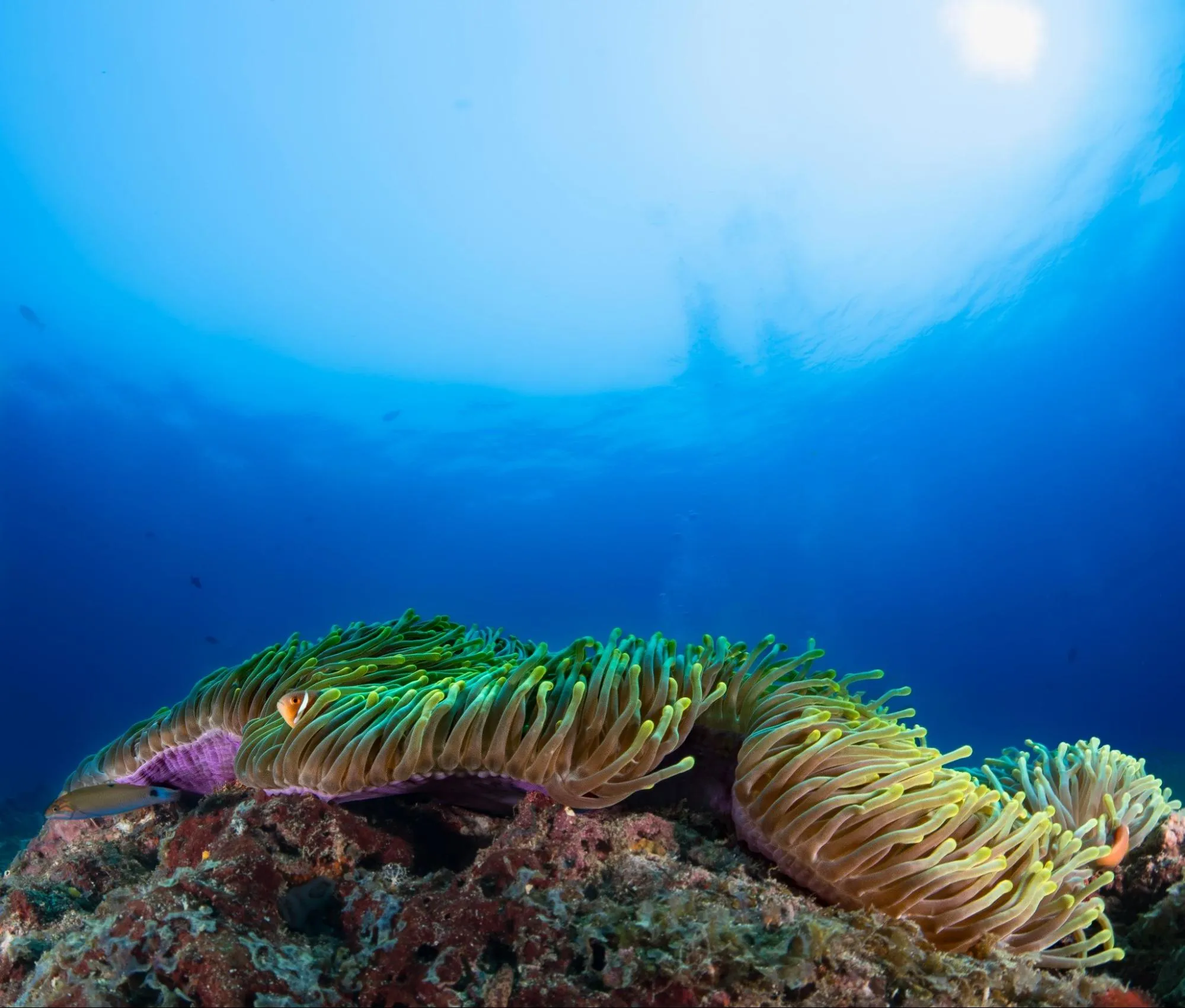 manómetro-de-buceo