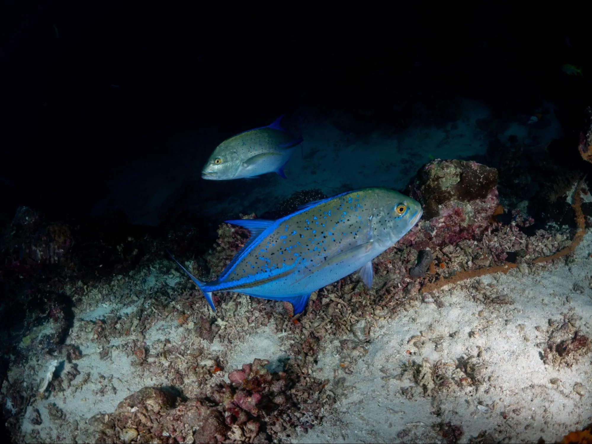 reloj-de-buceo